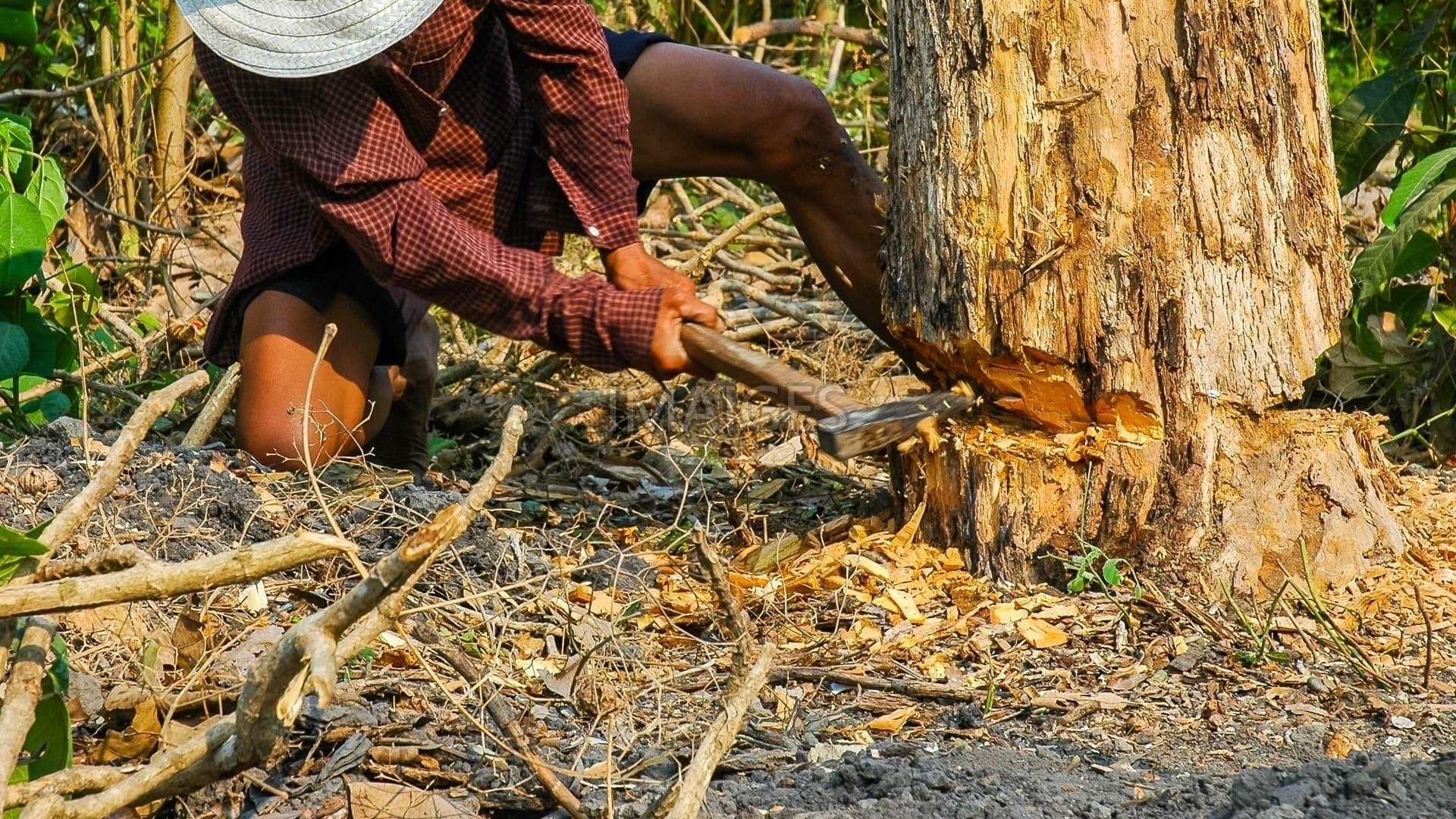 Holzfäller, Hintergrundbild, Natur, Baum, Arbeit, 1920x1080 Full HD Desktop