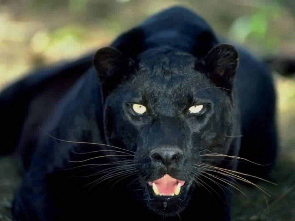 Panther, Leopard, Licht, Fell, Raubtier, 1030x770 HD Desktop