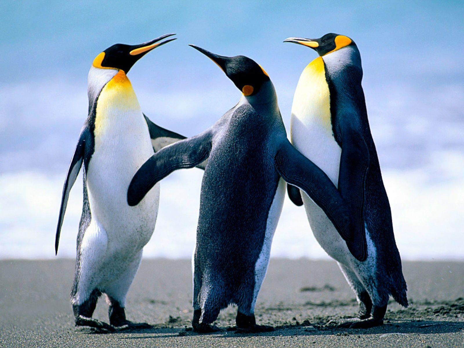 Pinguin, Hintergrund, Tiere, Dekoration, 1600x1200 HD Desktop