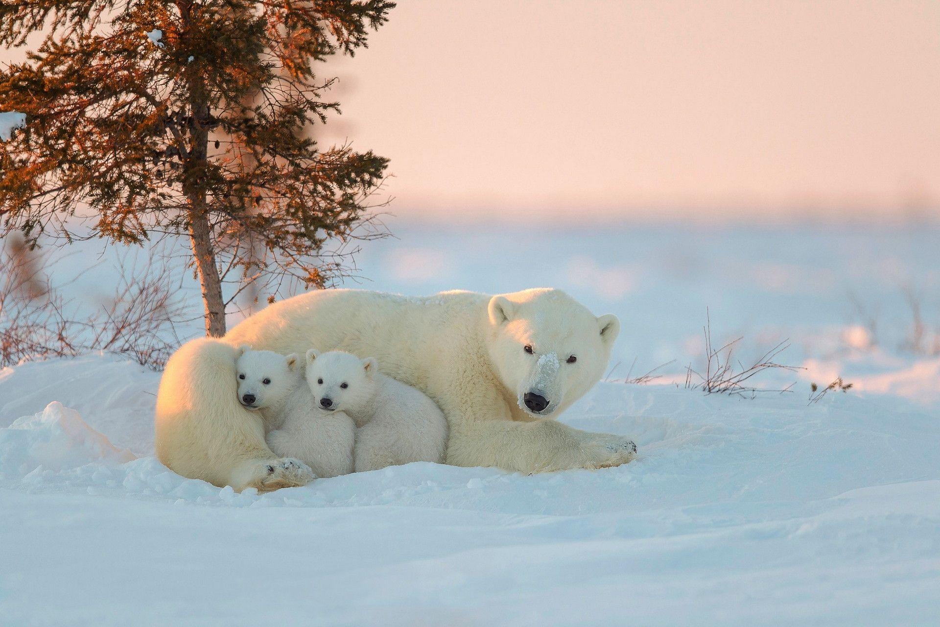 Eisbär, Hintergrund, Bild, kostenlos, Download, 1920x1280 HD Desktop