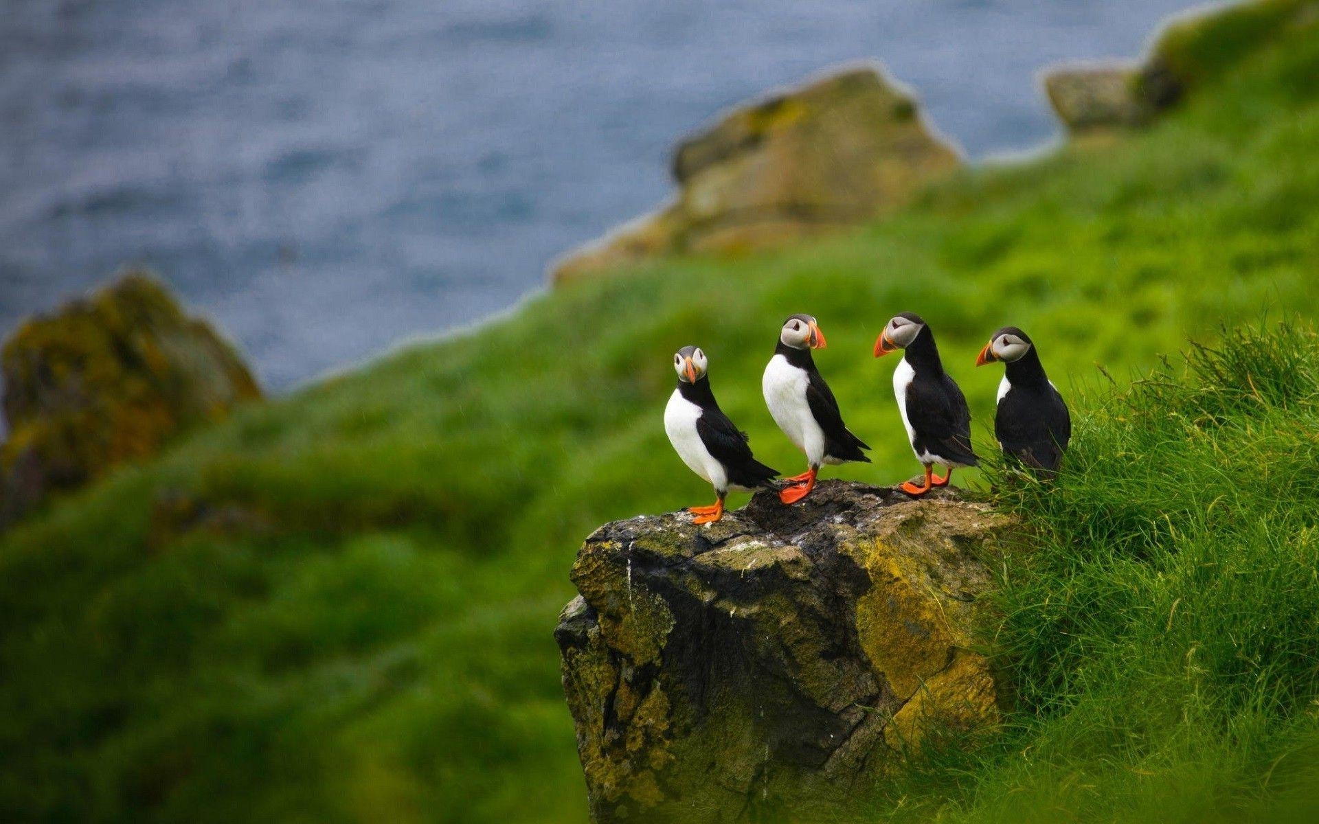 Natur, Tiere, Papageientaucher, Färöer-Inseln, Vögel, 1920x1200 HD Desktop