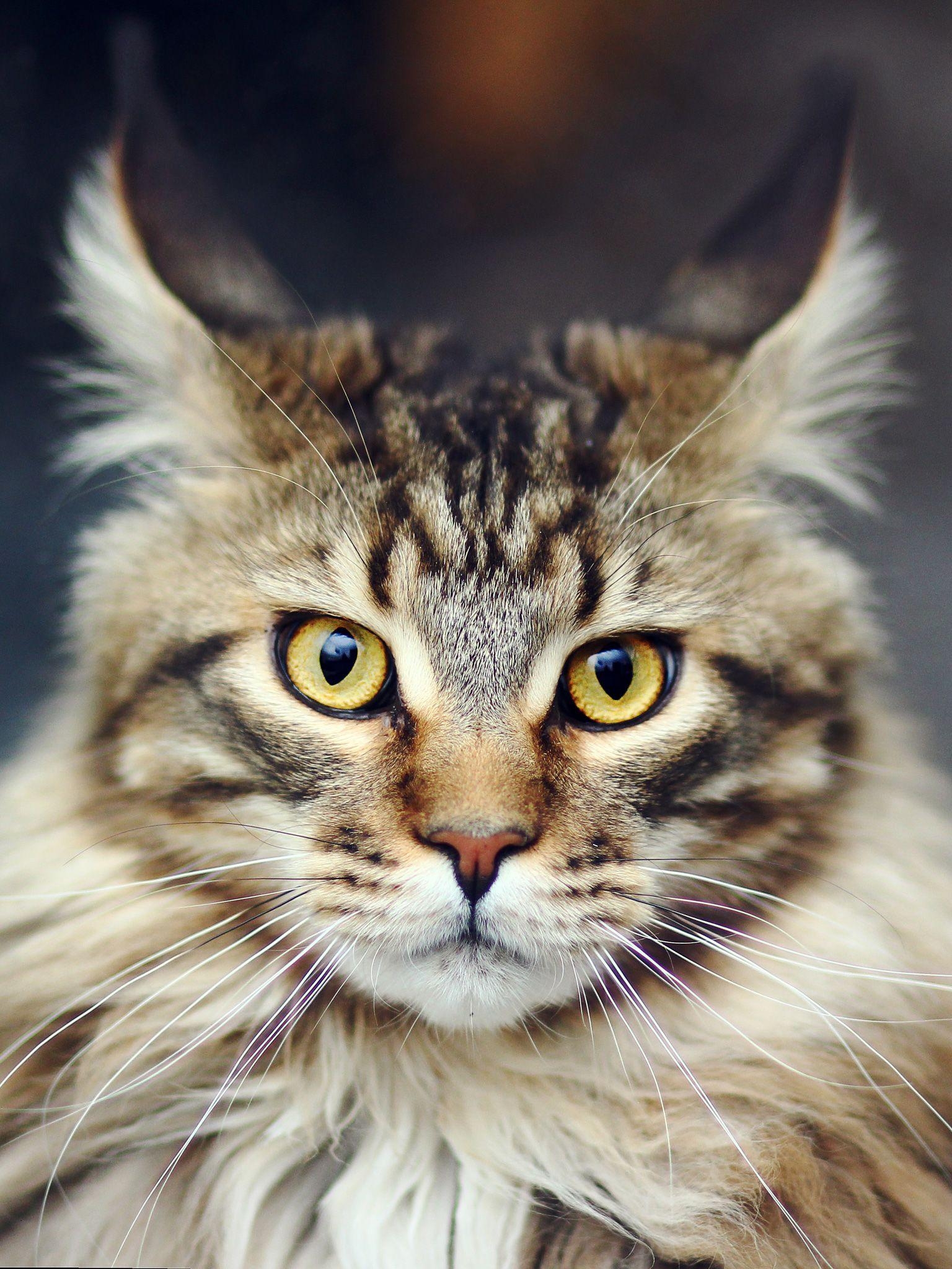 Maine Coon, Langhaar, Schnurrhaare, HD, Katze, 1540x2050 HD Handy