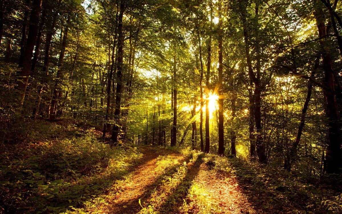 Wald, Natur, Bäume, Ruhe, Umgebung, 1200x750 HD Desktop