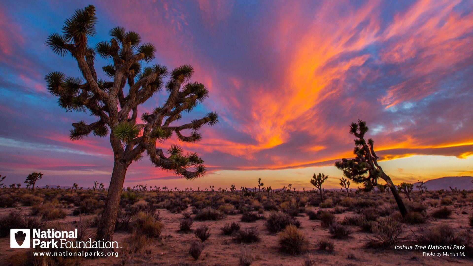 Joshua Tree, Nationalpark, Kalifornien, Hintergrund, Bild, 1920x1080 Full HD Desktop