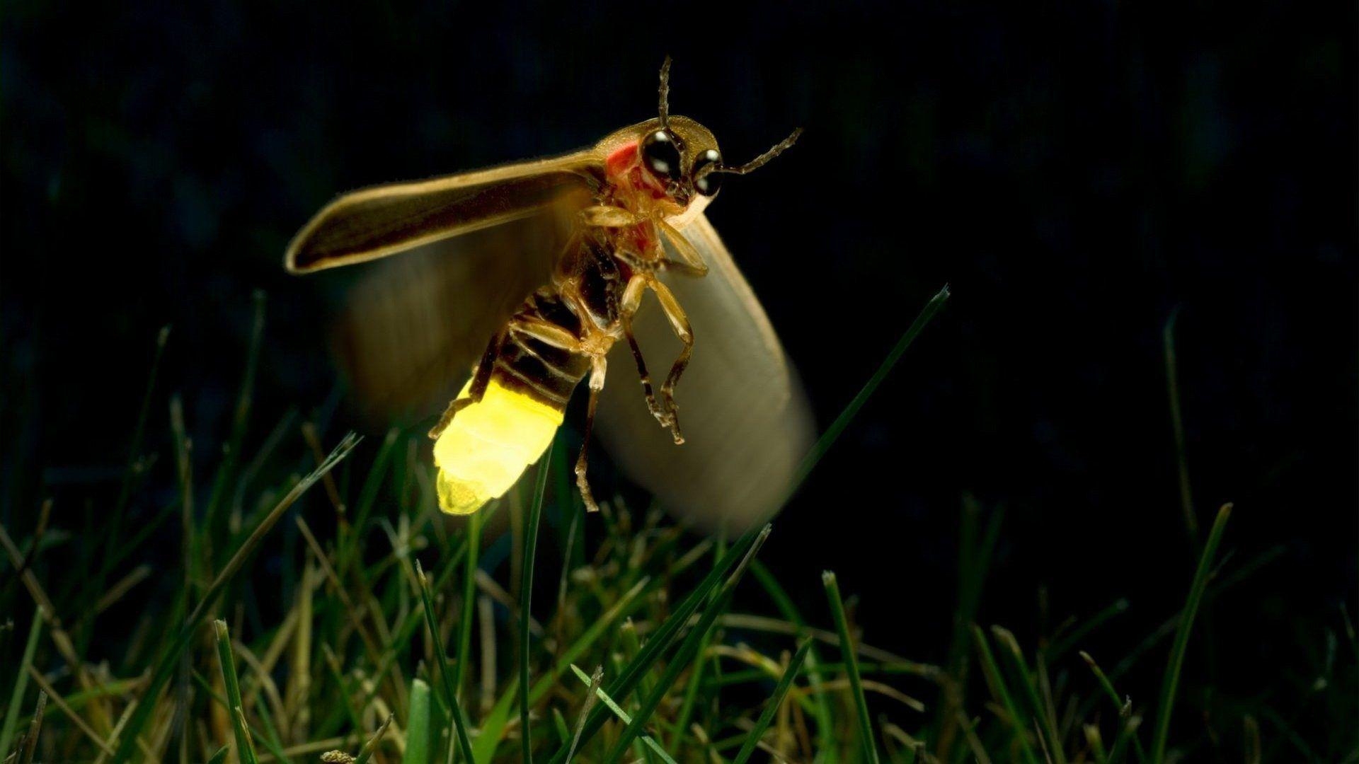 Glühwürmchen, Insekt, Nacht, Hintergrund, HD, 1920x1080 Full HD Desktop