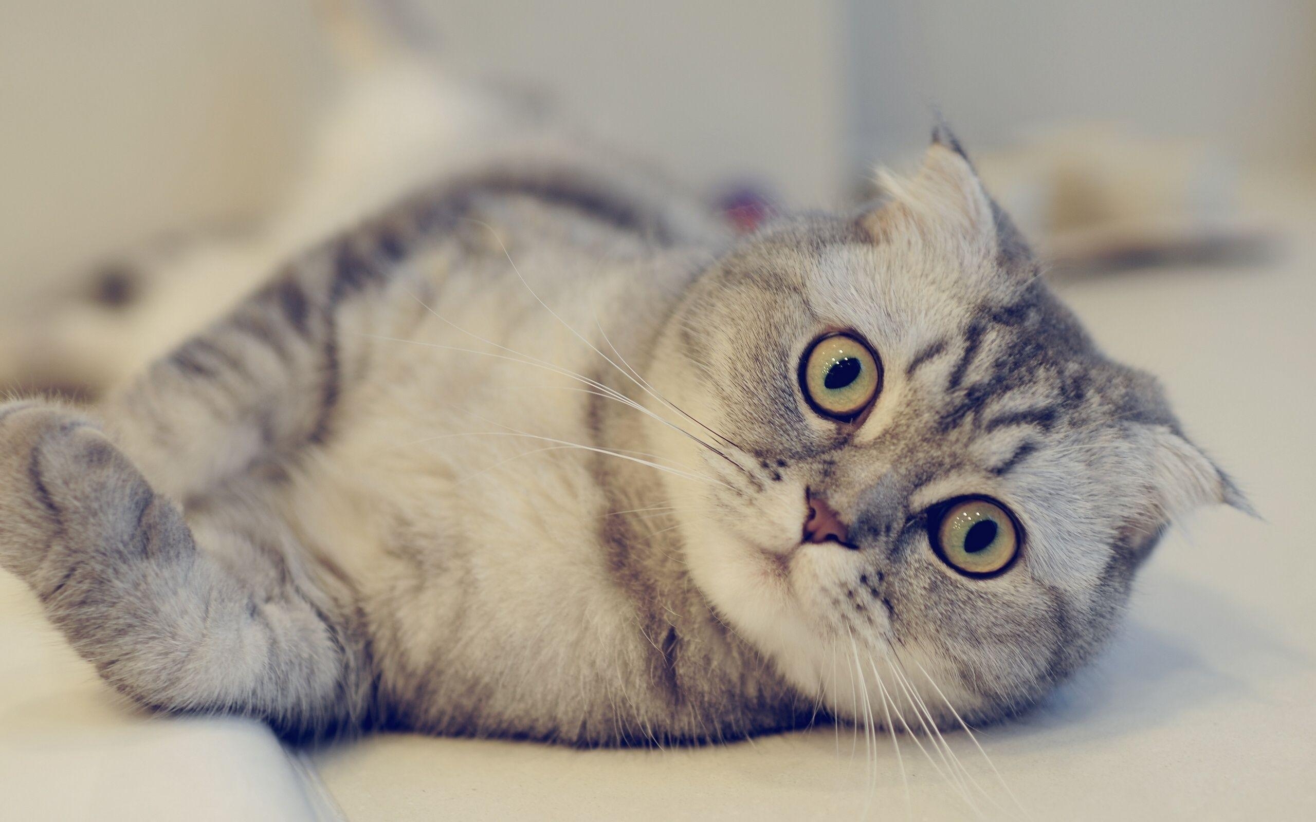 Scottish Fold, Katze, Aussehen, Wallpaper, x1600, 2560x1600 HD Desktop