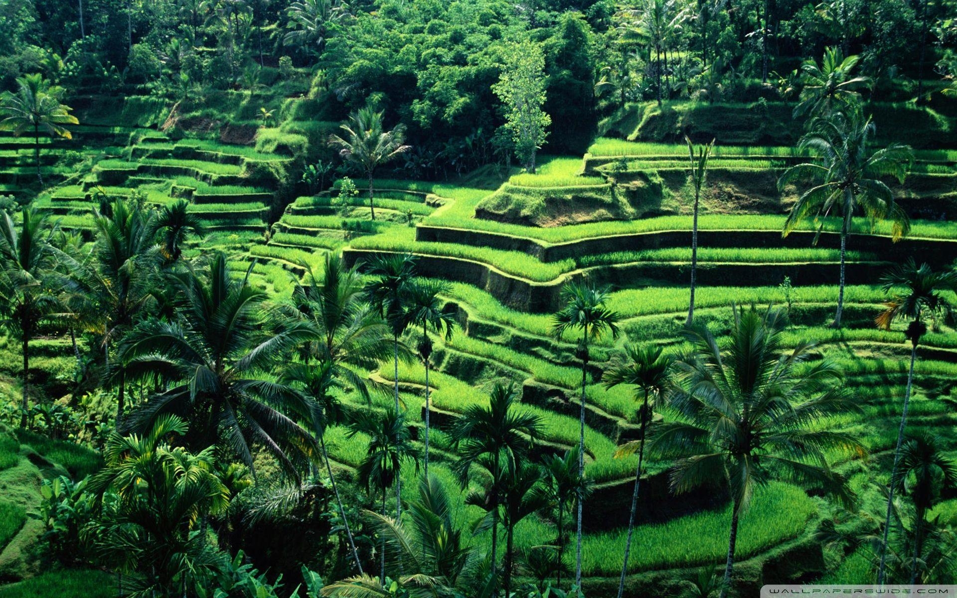 Bali, Indonesien, 4K, HD, Fernsehen, 1920x1200 HD Desktop