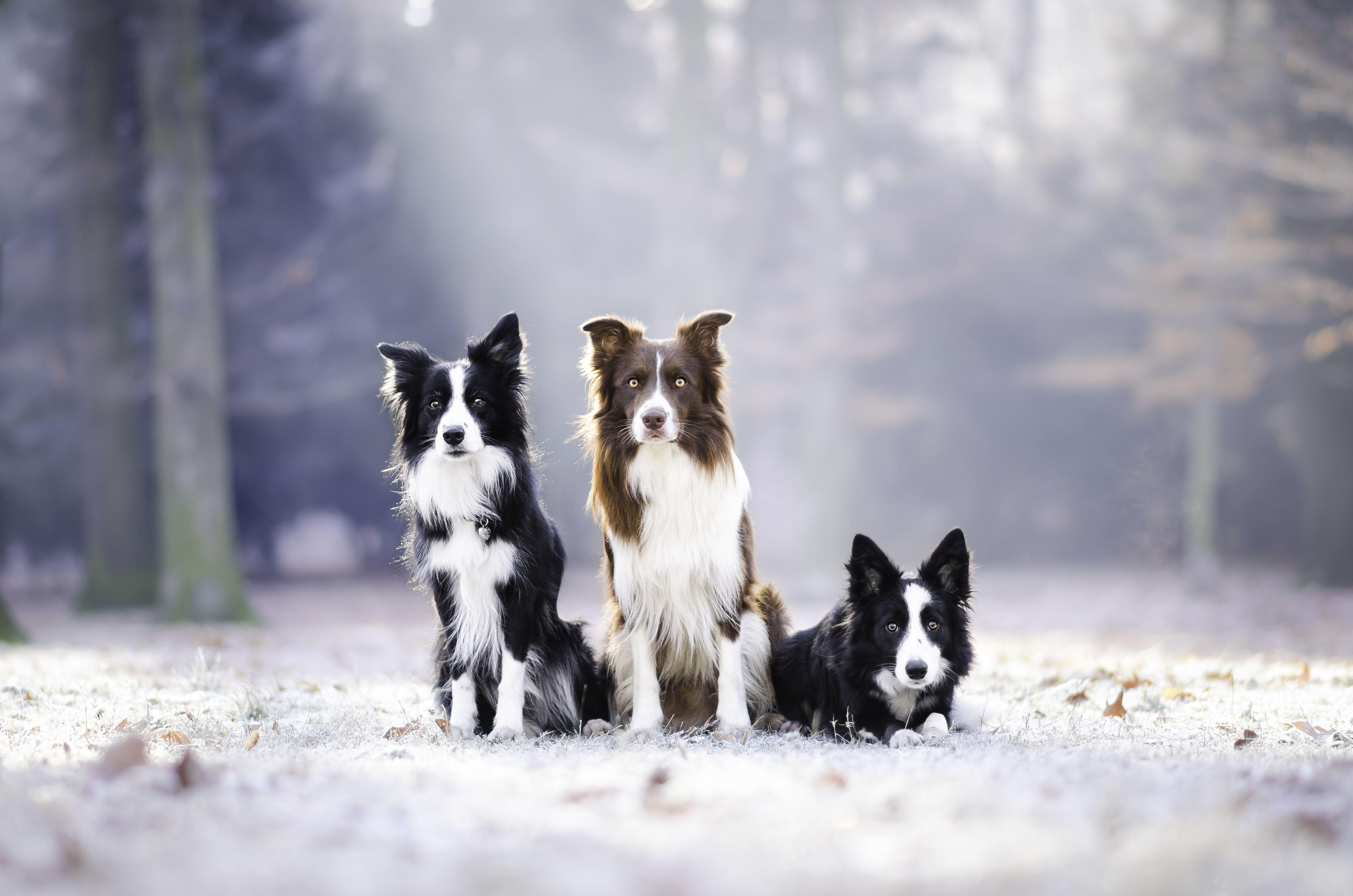 Drei Border Collies, 4K Ultra HD, Hunde, Freunde, Hintergrund, 4930x3270 4K Desktop