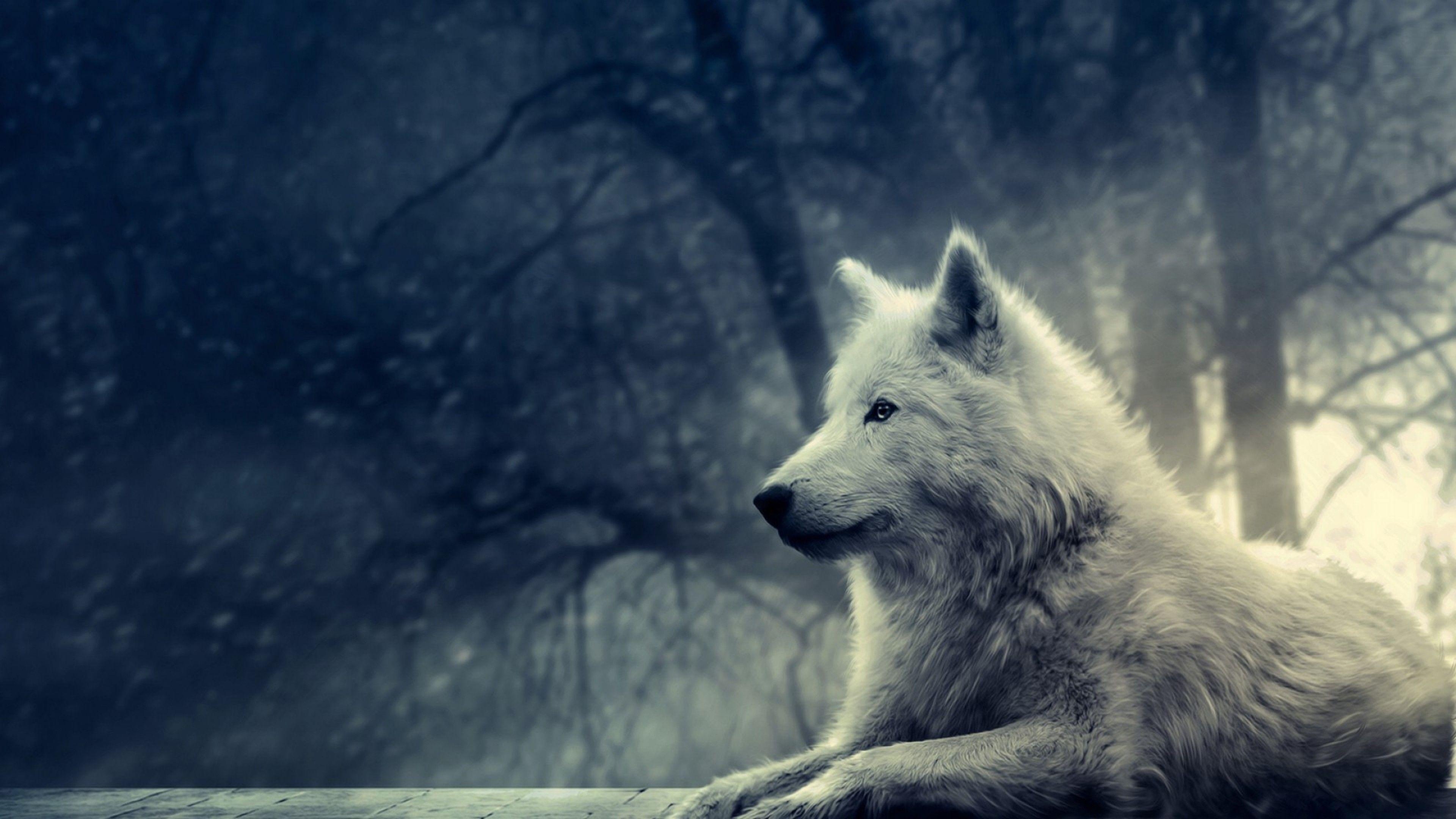 Arktischer Wolf, Tierwelt, 4K, Natur, Wolf, 3840x2160 4K Desktop