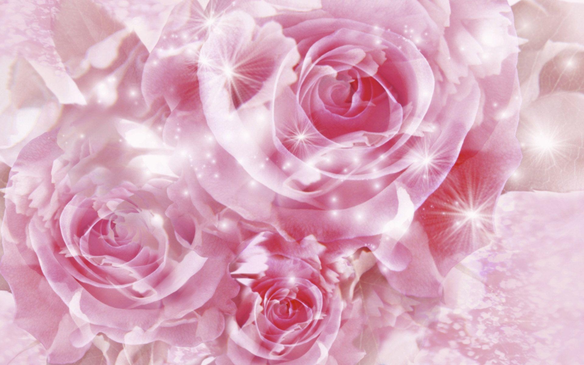 Rosen, Pink, Hochwertig, Bild, Natur, 1920x1200 HD Desktop