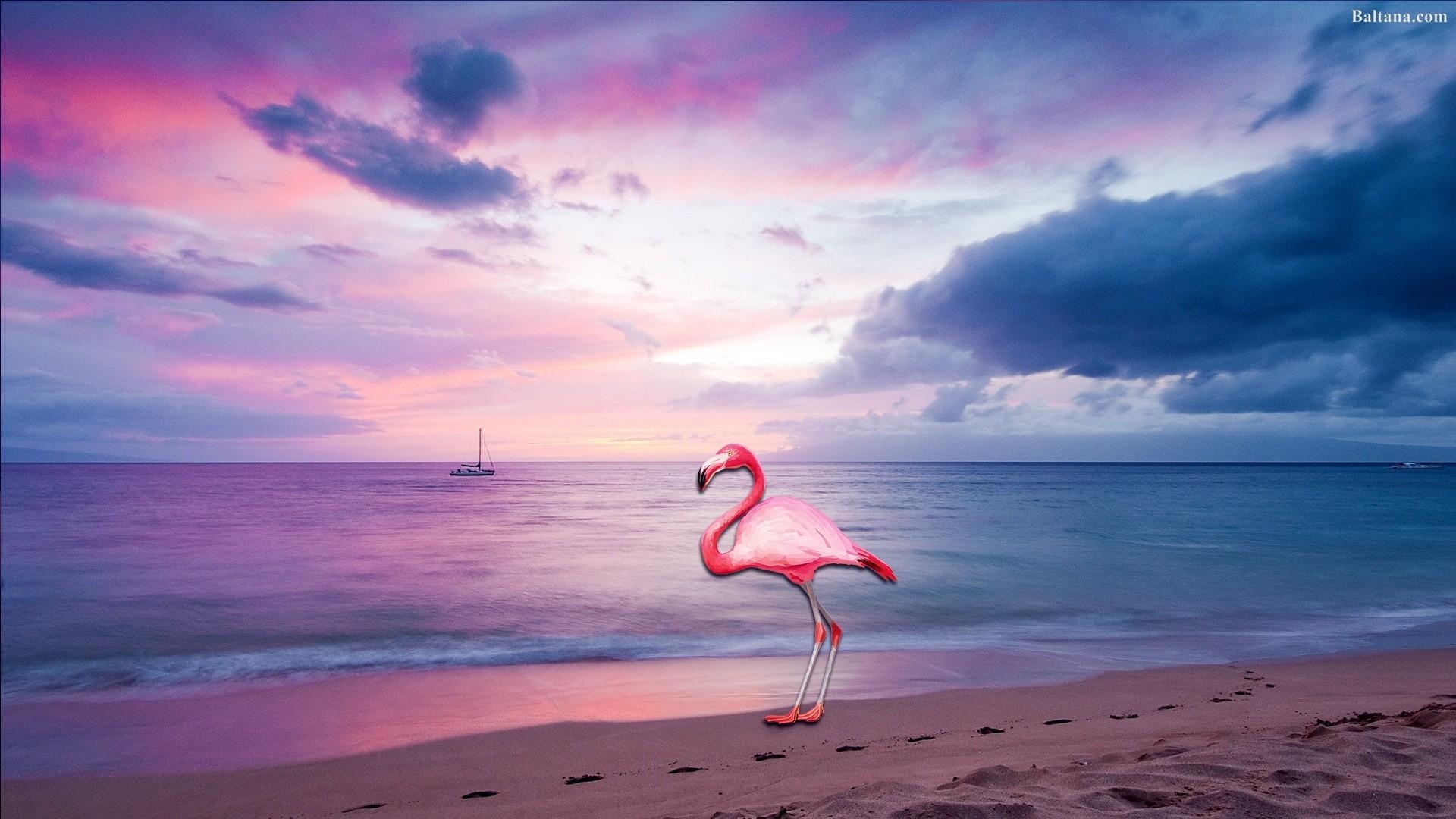 Flamingo, Desktop, rosa, elegant, 29778, 1920x1080 Full HD Desktop