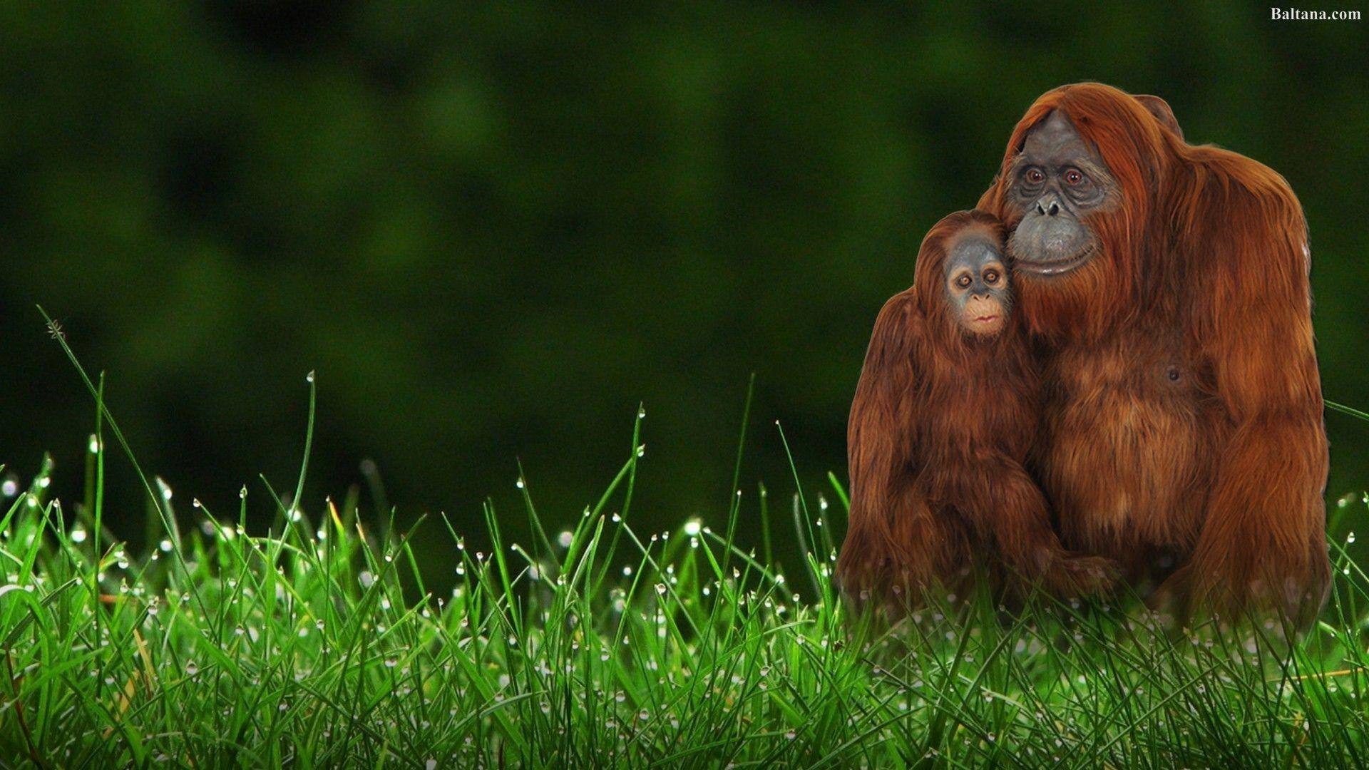 Orang-Utan, Primat, Tierbild, HQ, Wallpaper, 1920x1080 Full HD Desktop