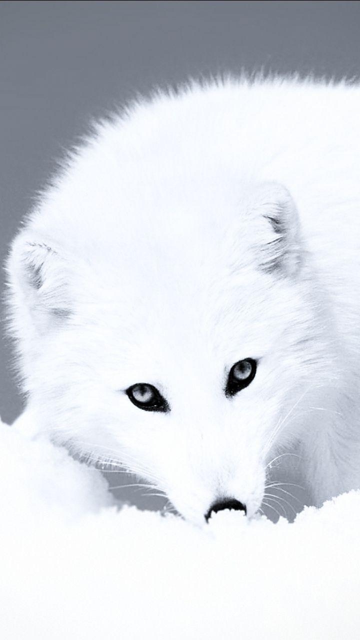 Arktischer Fuchs, Tiere, Schnee, Tierwelt, 720x1280 HD Handy