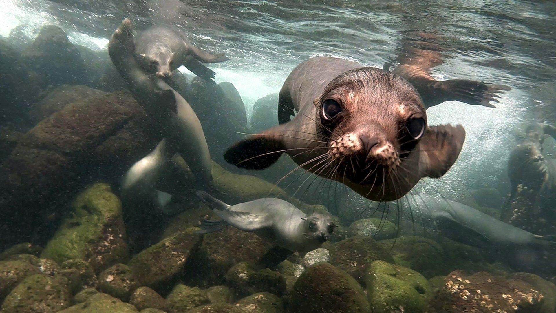 Seelöwe, Unterwasser, HD, Hintergrund, Bild, 1920x1080 Full HD Desktop