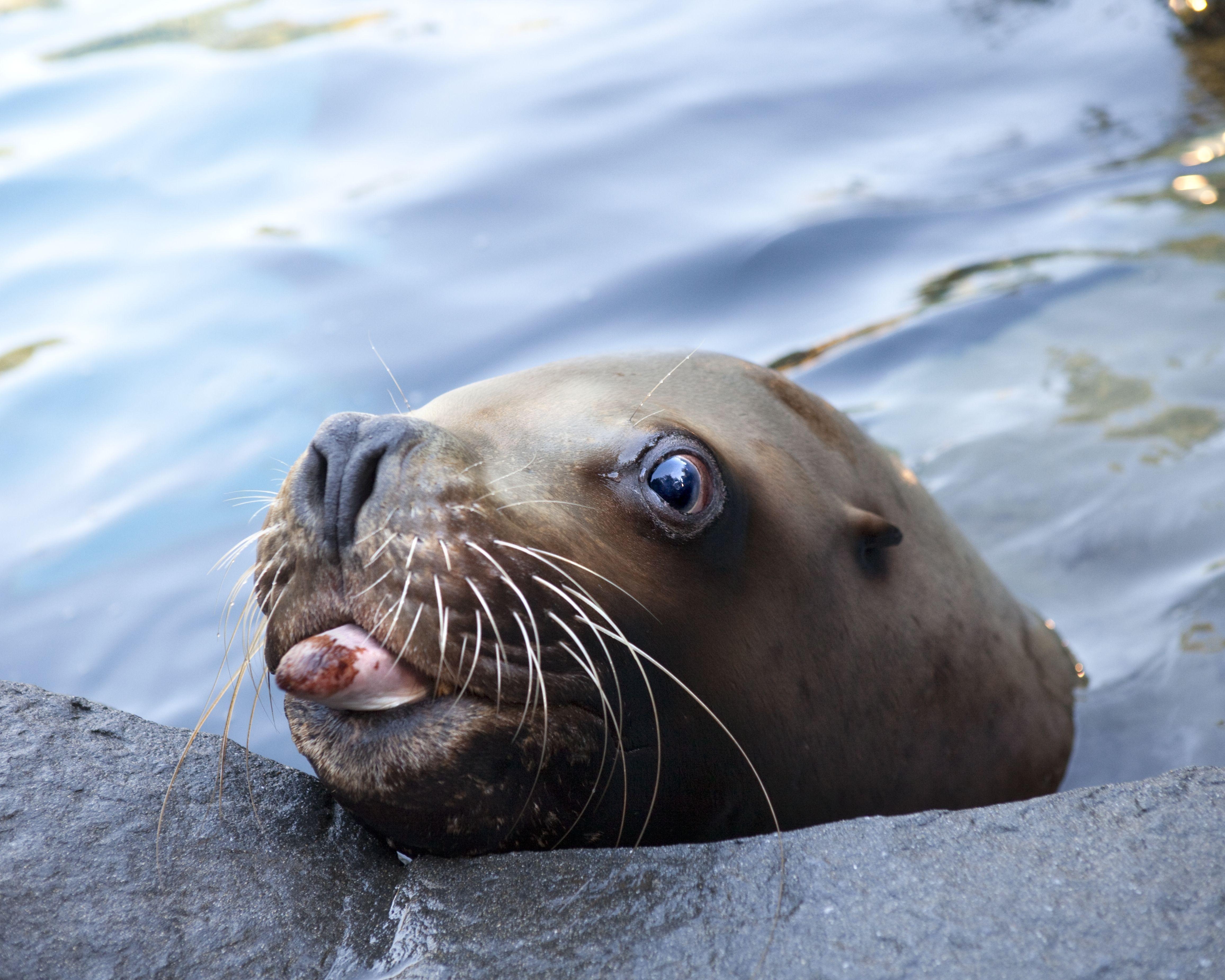 Schöner Seelöwe, Sammlung, Herunterladen, Natur, Tierwelt, 4630x3710 4K Desktop