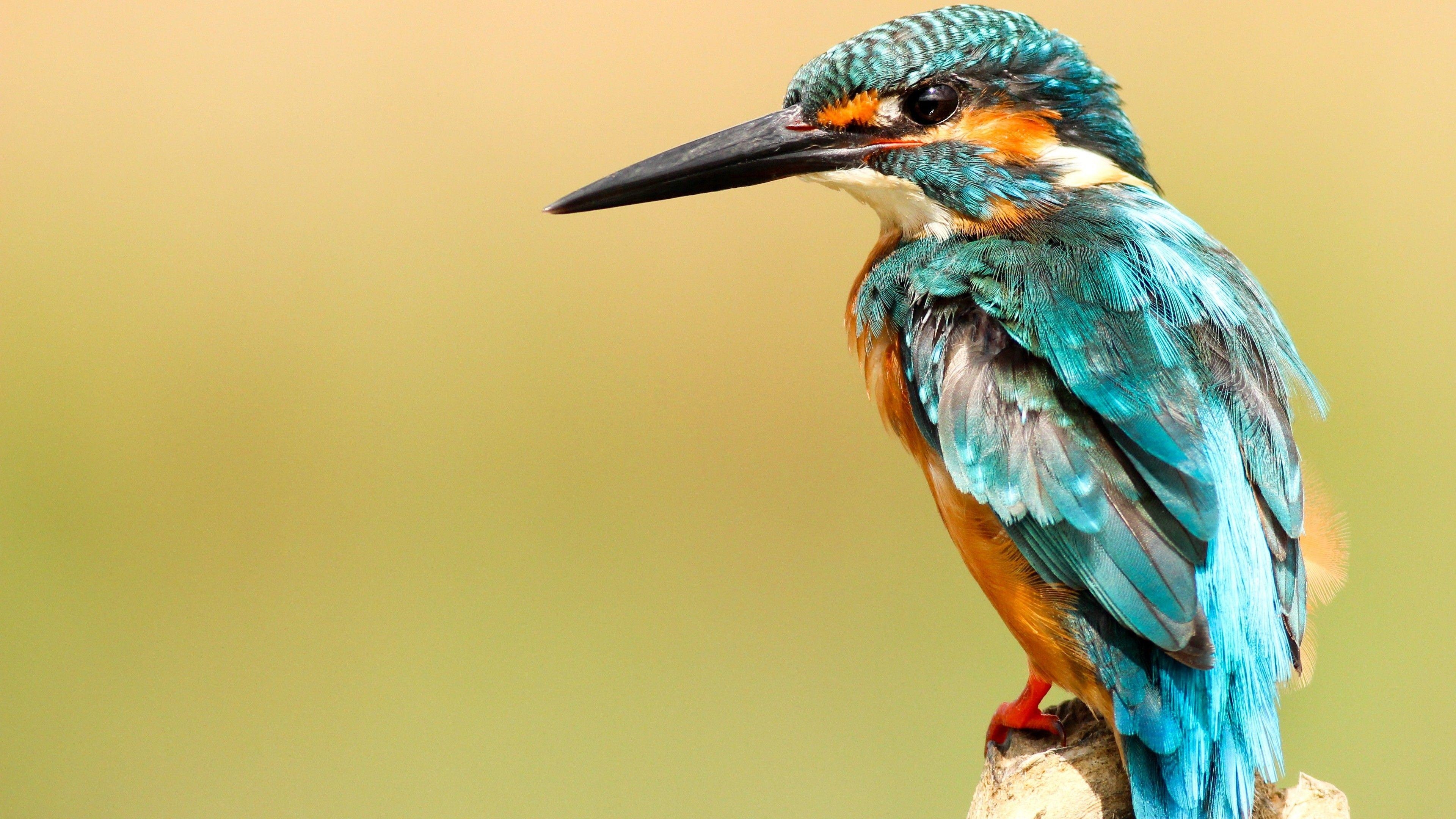 Schöner Eisvogel, Natur, Tier, Vogel, Bild, 3840x2160 4K Desktop