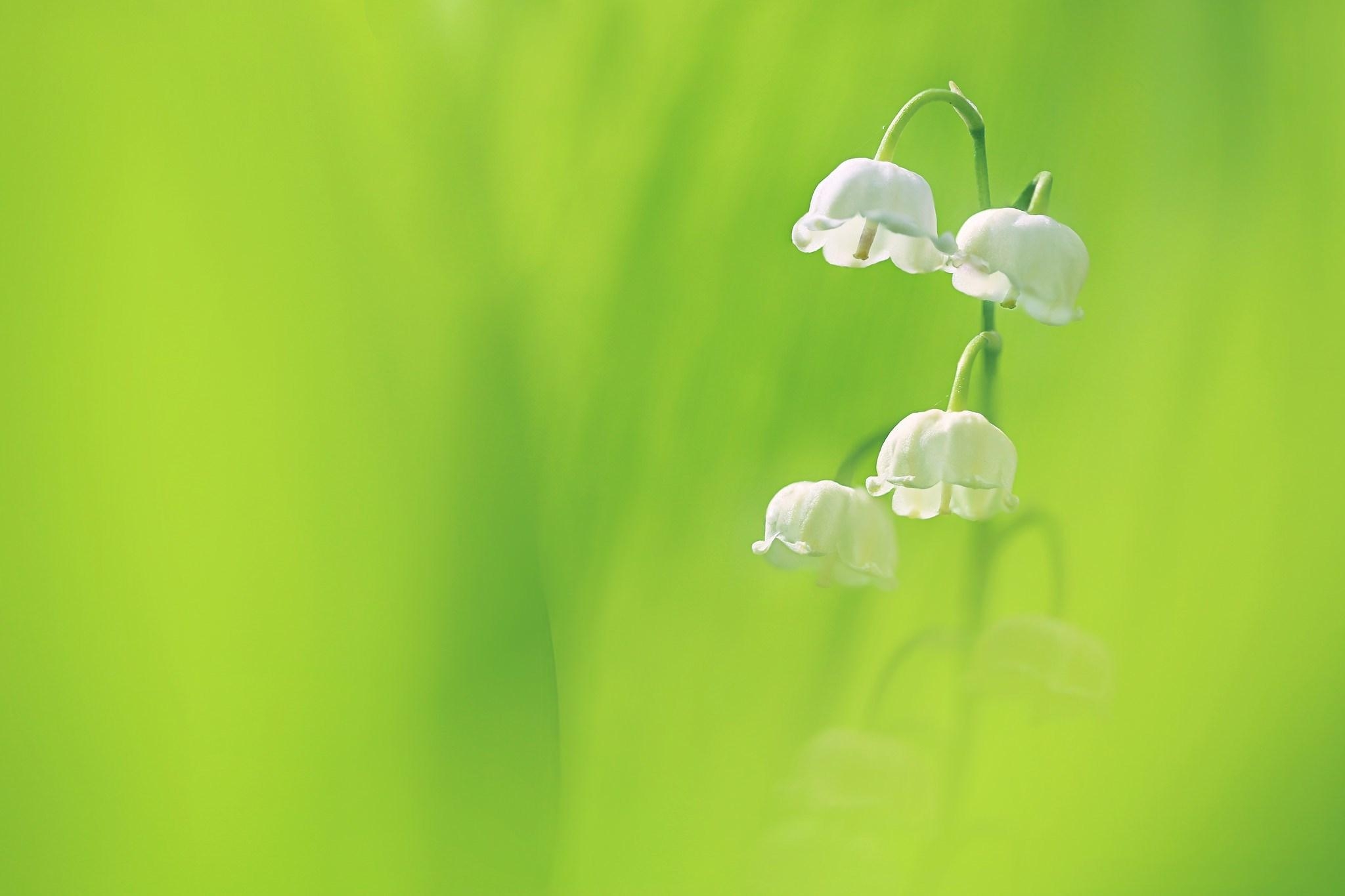 Maiglöckchen, HD Hintergrund, Naturfläche, Blumen, Frühling, 2050x1370 HD Desktop