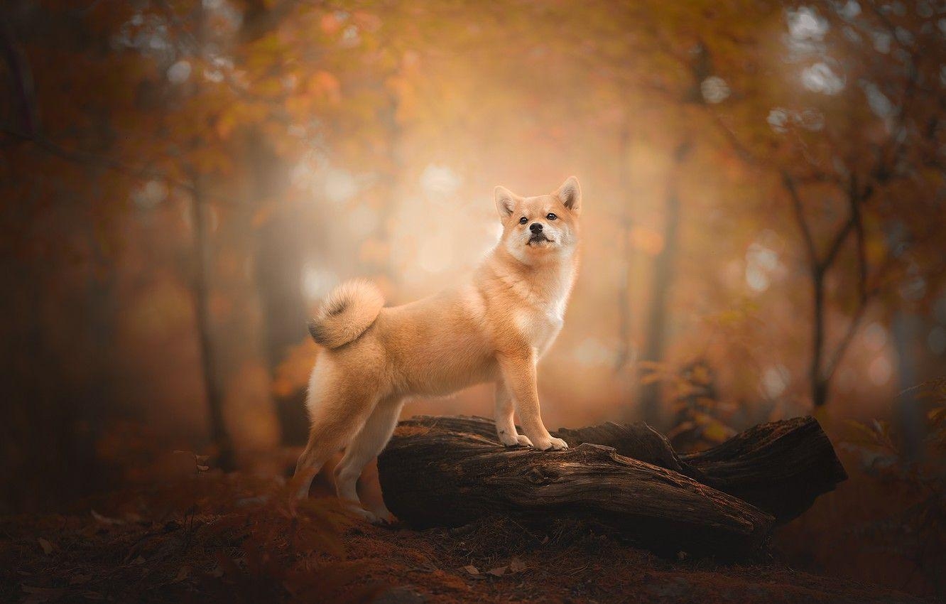 Shiba Inu, Herbst, Wald, Hund, Bokeh, 1340x850 HD Desktop