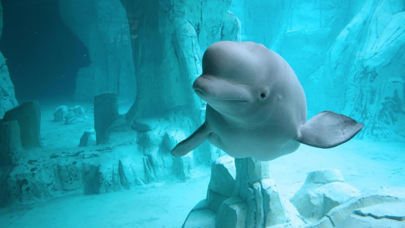 Beluga Wal, HD, Foto, Ozean, Hintergrund, 1370x770 HD Desktop