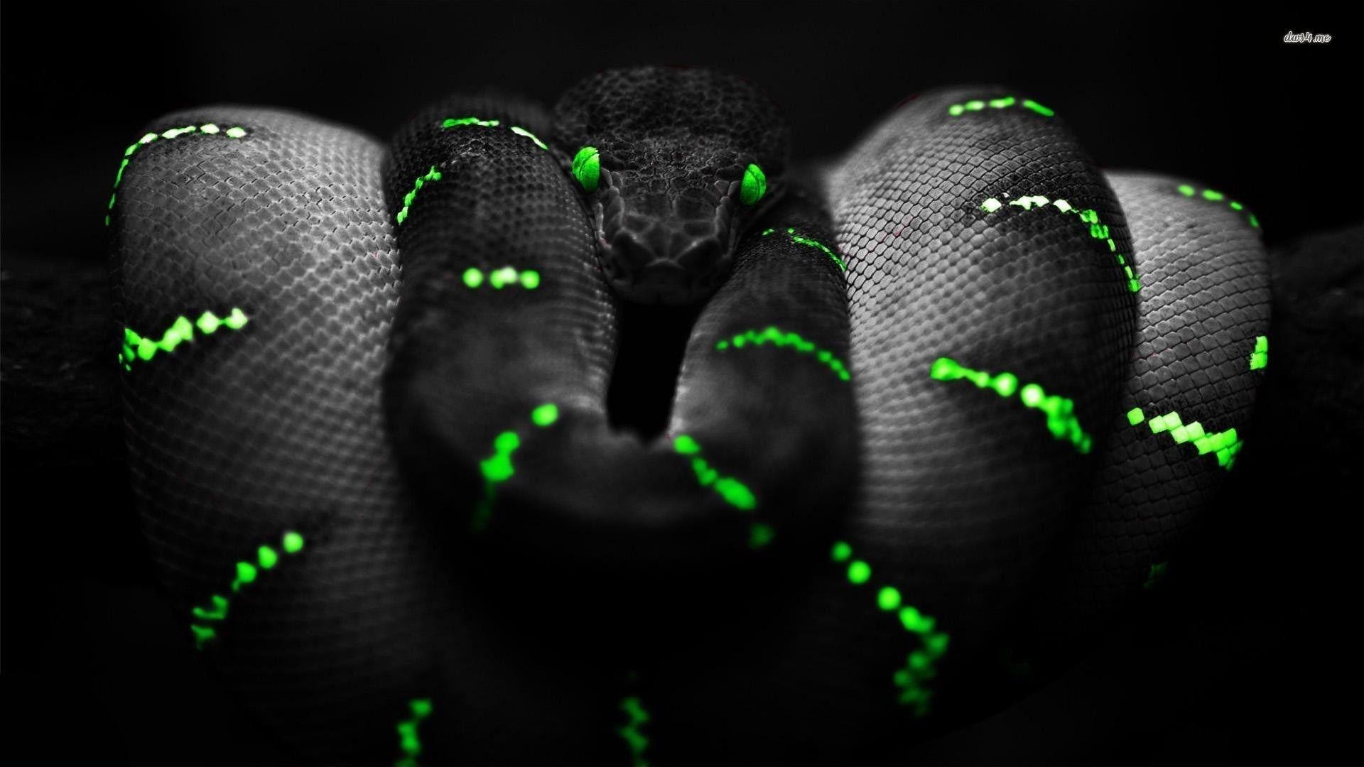 Schwarze Schlange, Bild, Reptilien, Tiere, Natur, 1920x1080 Full HD Desktop