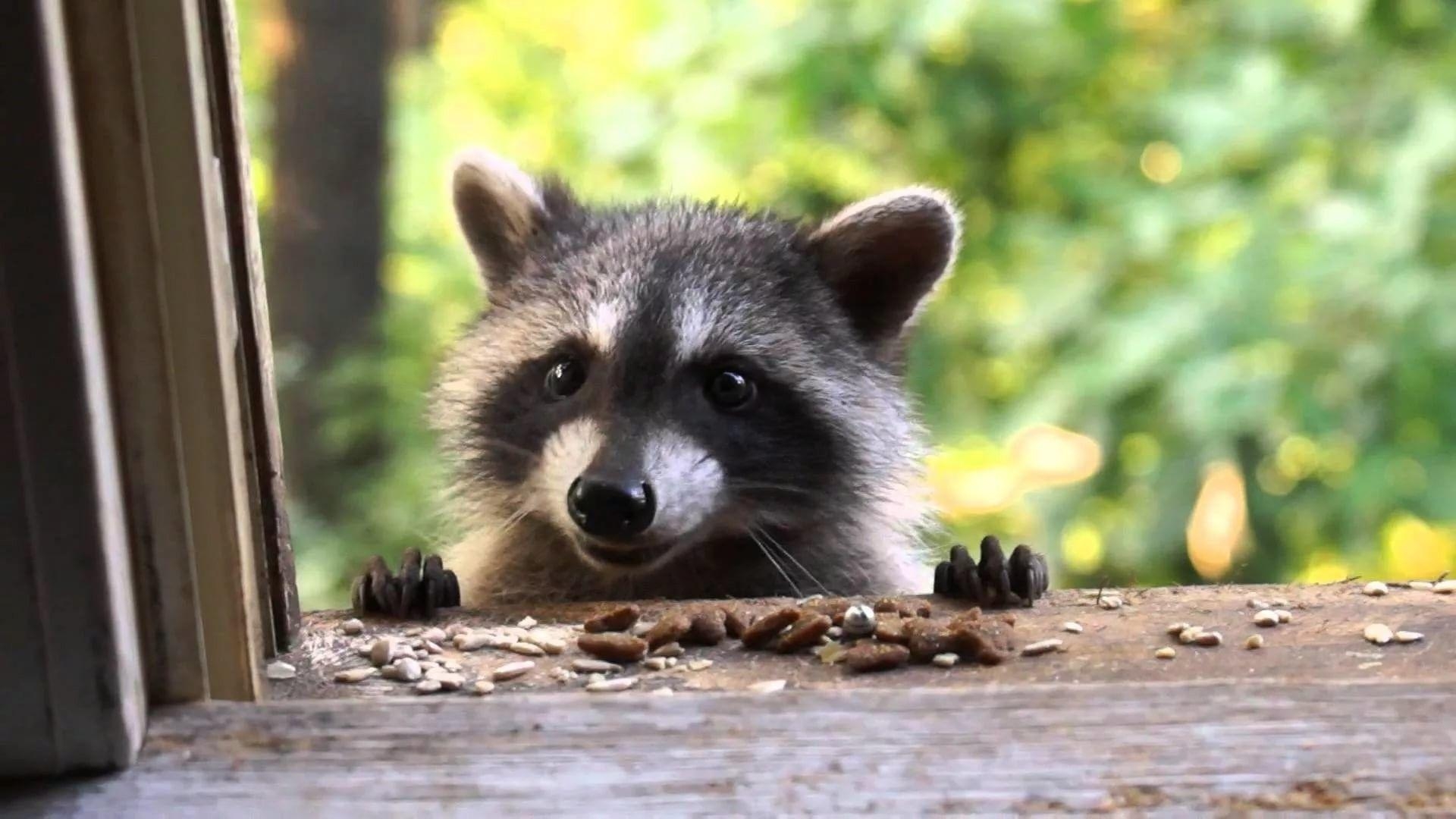 Waschbär, Hintergrund, Natur, Tierwelt, Wald, 1920x1080 Full HD Desktop