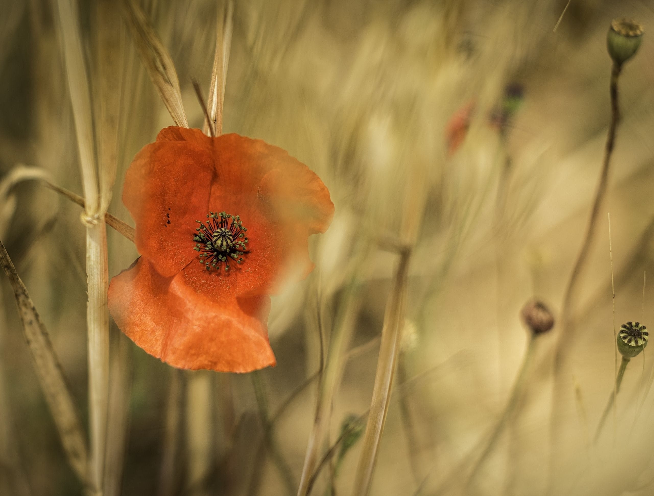 Mohnblume, Natur, HD, Blumen, Wildblumen, 2570x1950 HD Desktop