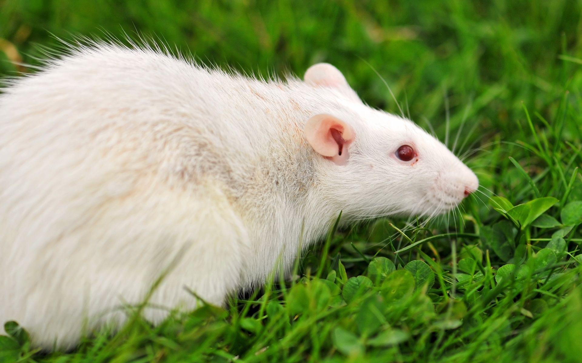 Ratte, Haustier, Albino, Tiere, Bild, 1920x1200 HD Desktop