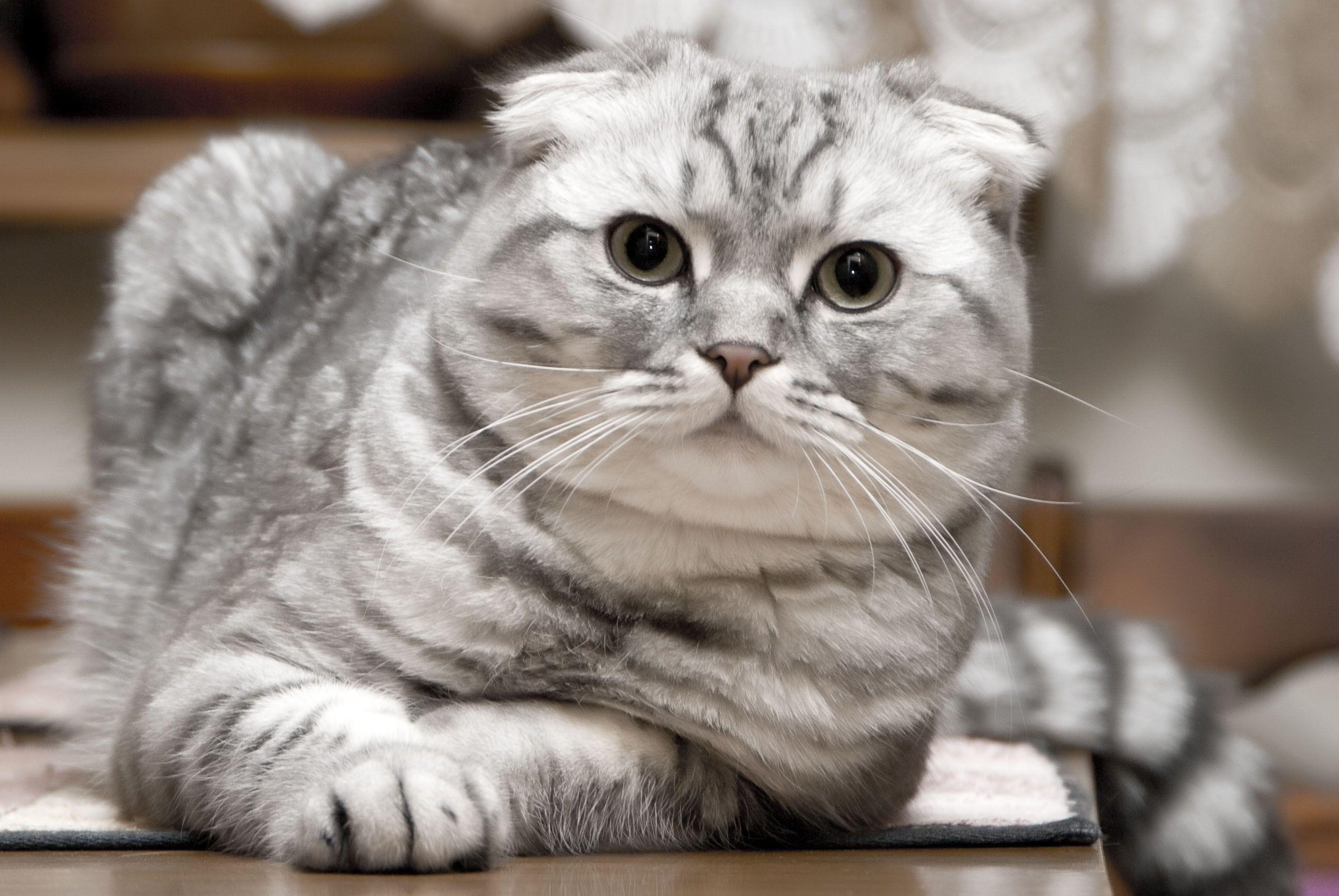 Scottish Fold, Kätzchen, Silber, Schön, Faltkatze, 2760x1850 HD Desktop