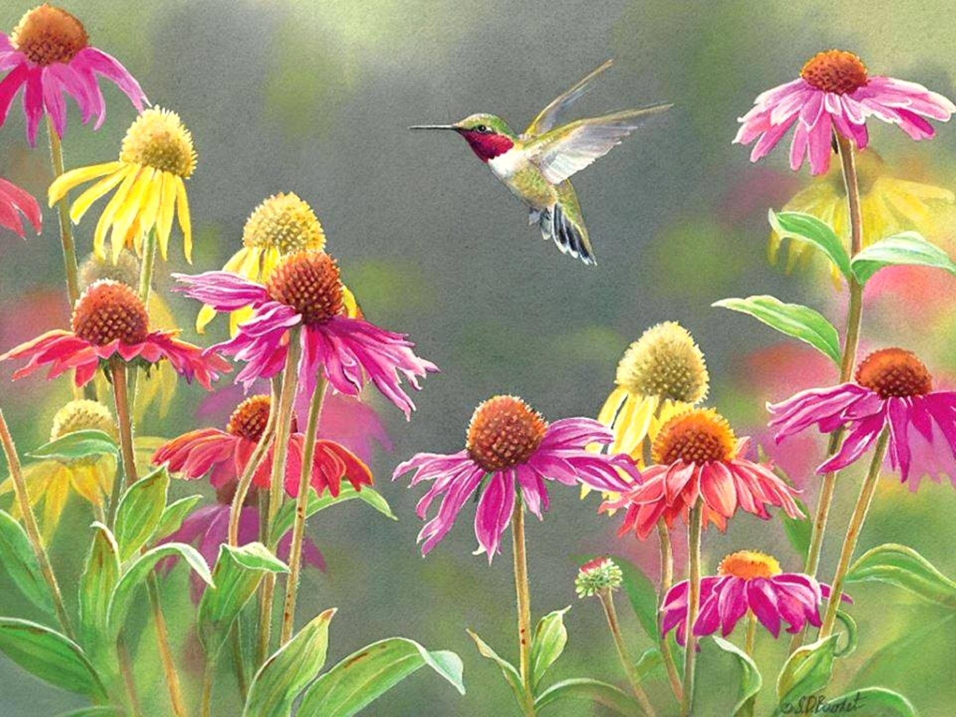 Kolibri, Android, Tierwelt, Hintergrund, Idee, 1920x1440 HD Desktop