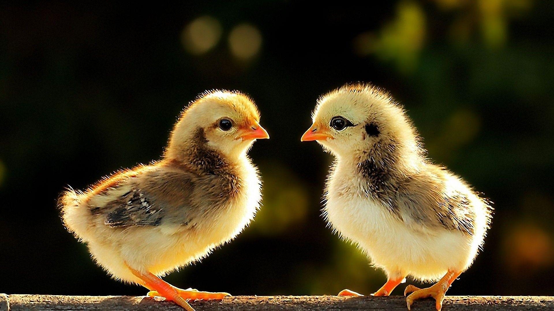 Huhn, Tiere, Hintergrund, HD, Fotografie, 1920x1080 Full HD Desktop