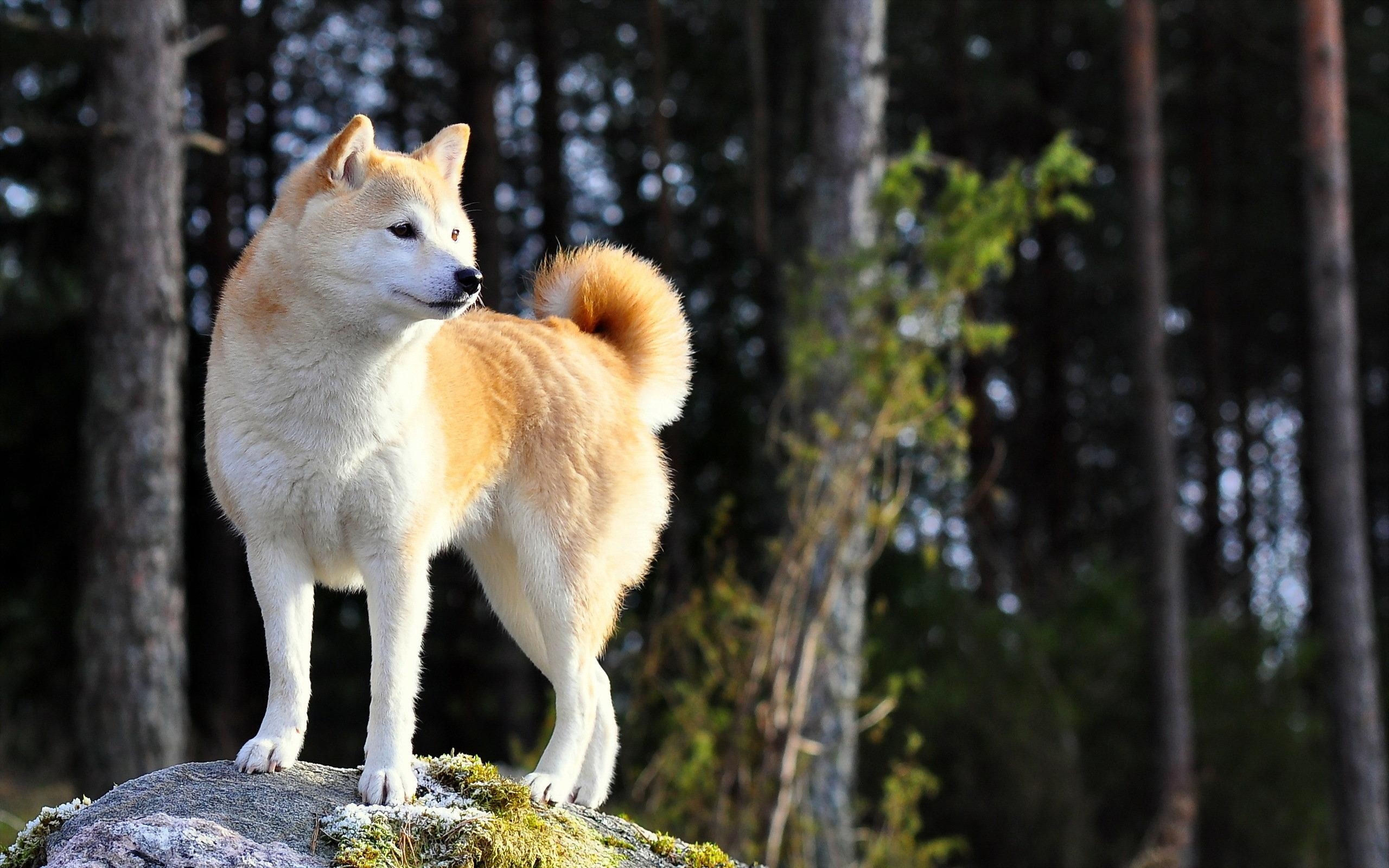 Shiba Inu, HD, Desktop, Hintergrund, Hund, 2560x1600 HD Desktop