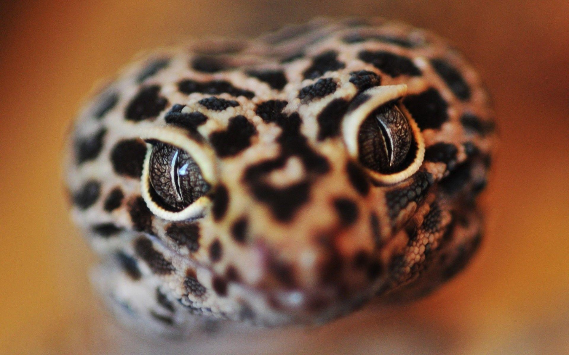 Gecko, Hintergrund, Bild, Reptil, Tier, 1920x1200 HD Desktop