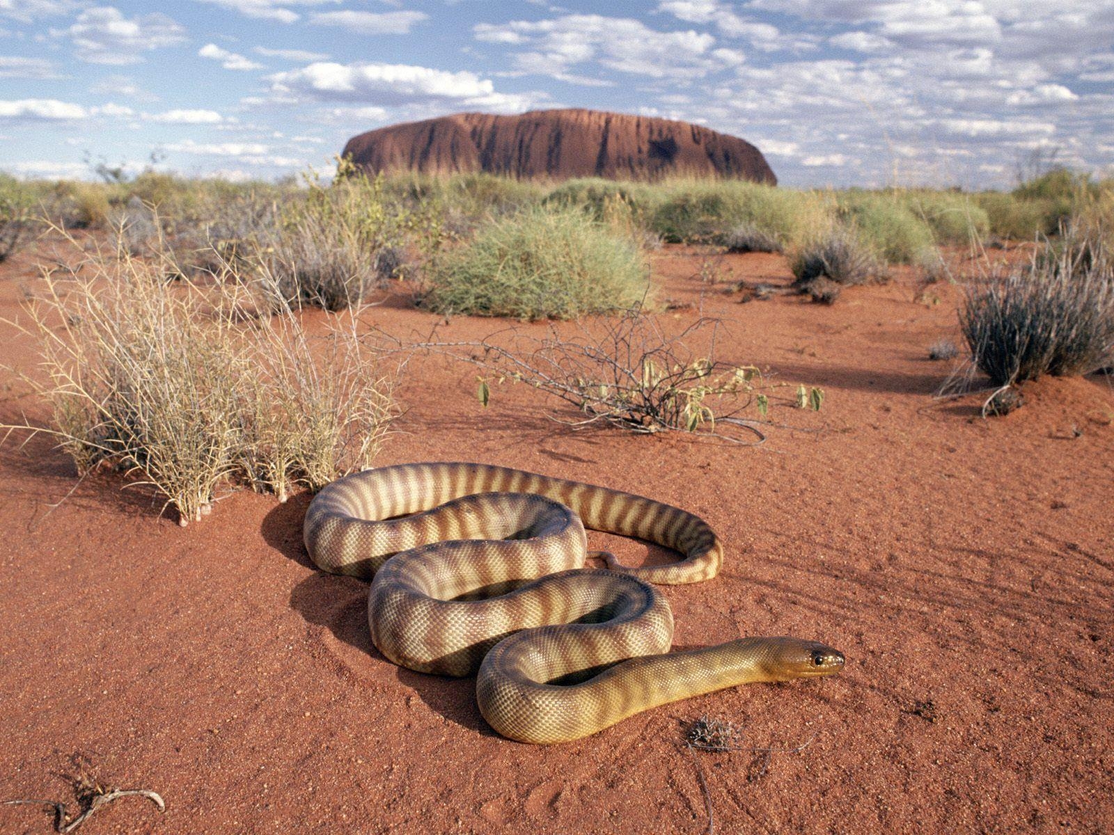 Uluru, Woma Python, Schlangen, Australien, Indigene Arten, 1600x1200 HD Desktop