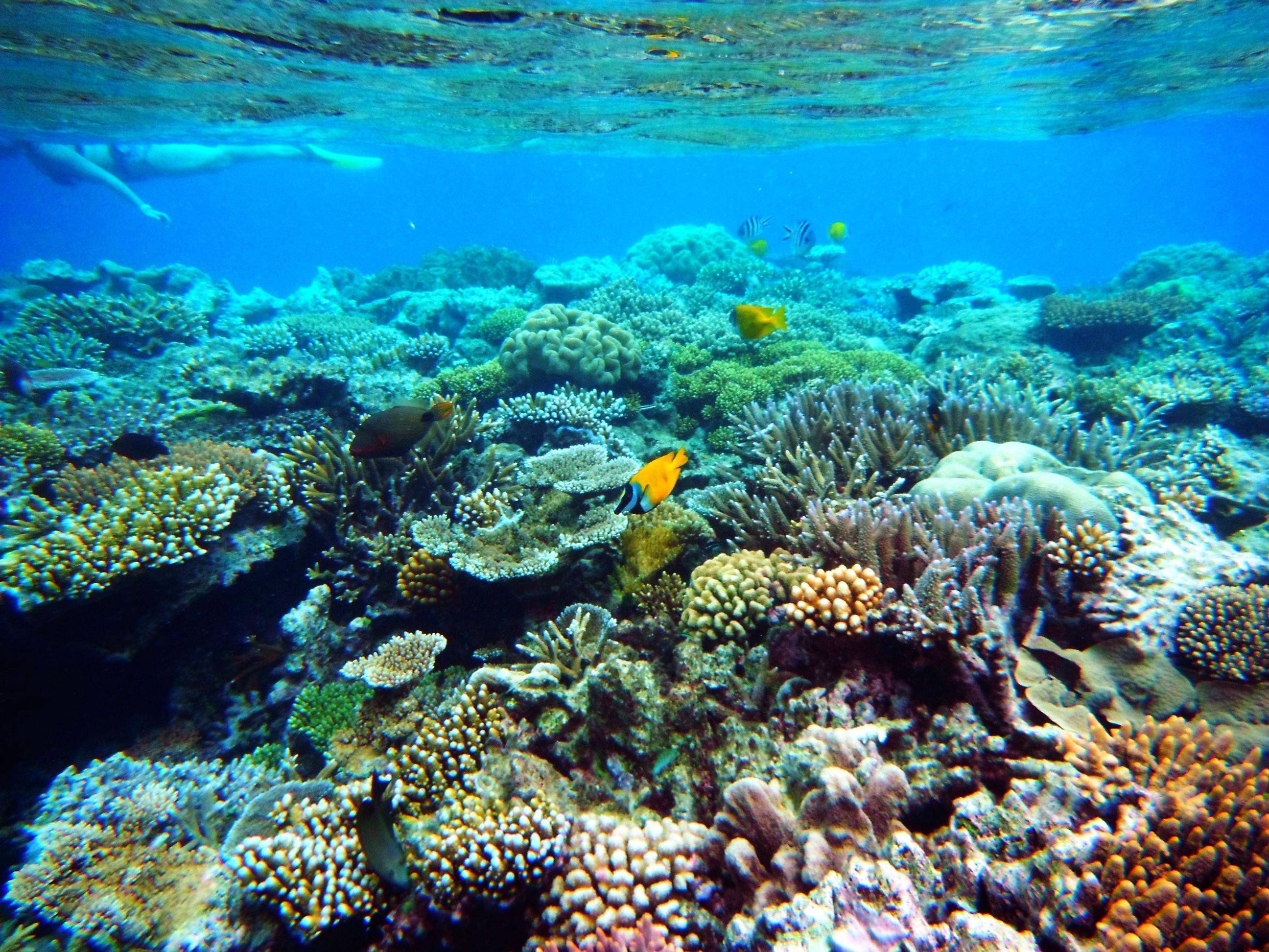 Great Barrier Reef, Natur, Korallen, Unterwasserwelt, Ozean, 2600x1950 HD Desktop