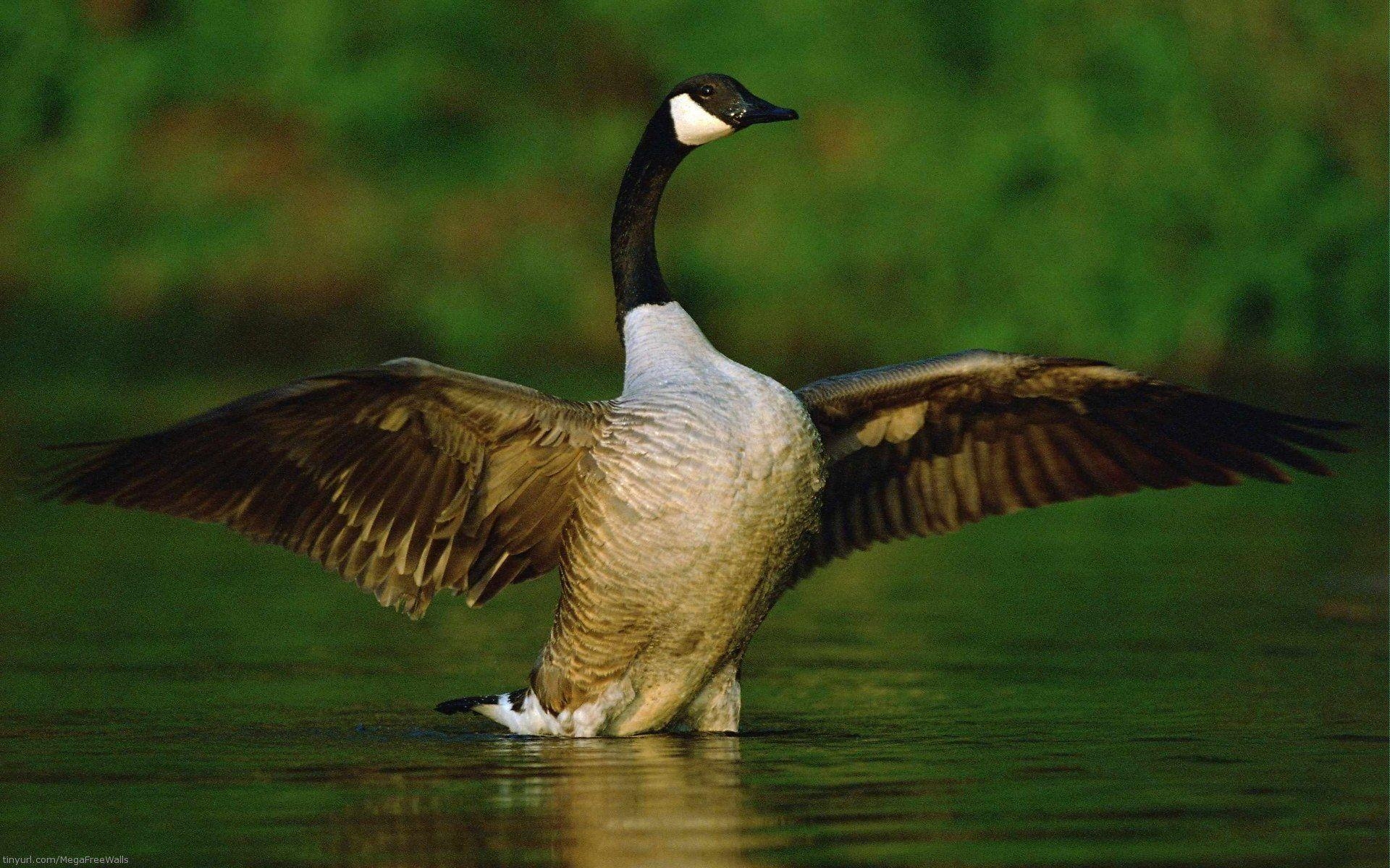 Gänse, Tiere, HD-Bild, Natur, Gefieder, 1920x1200 HD Desktop