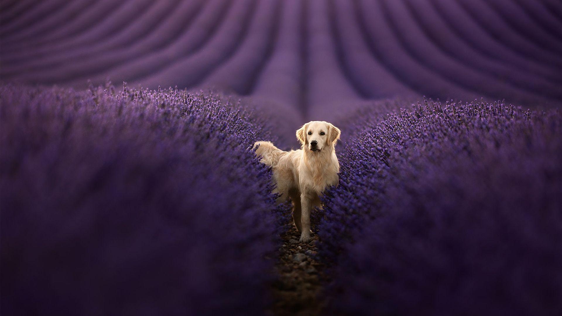 Golden Retriever, HD, Hintergrund, Bild, Tiere, 1920x1080 Full HD Desktop