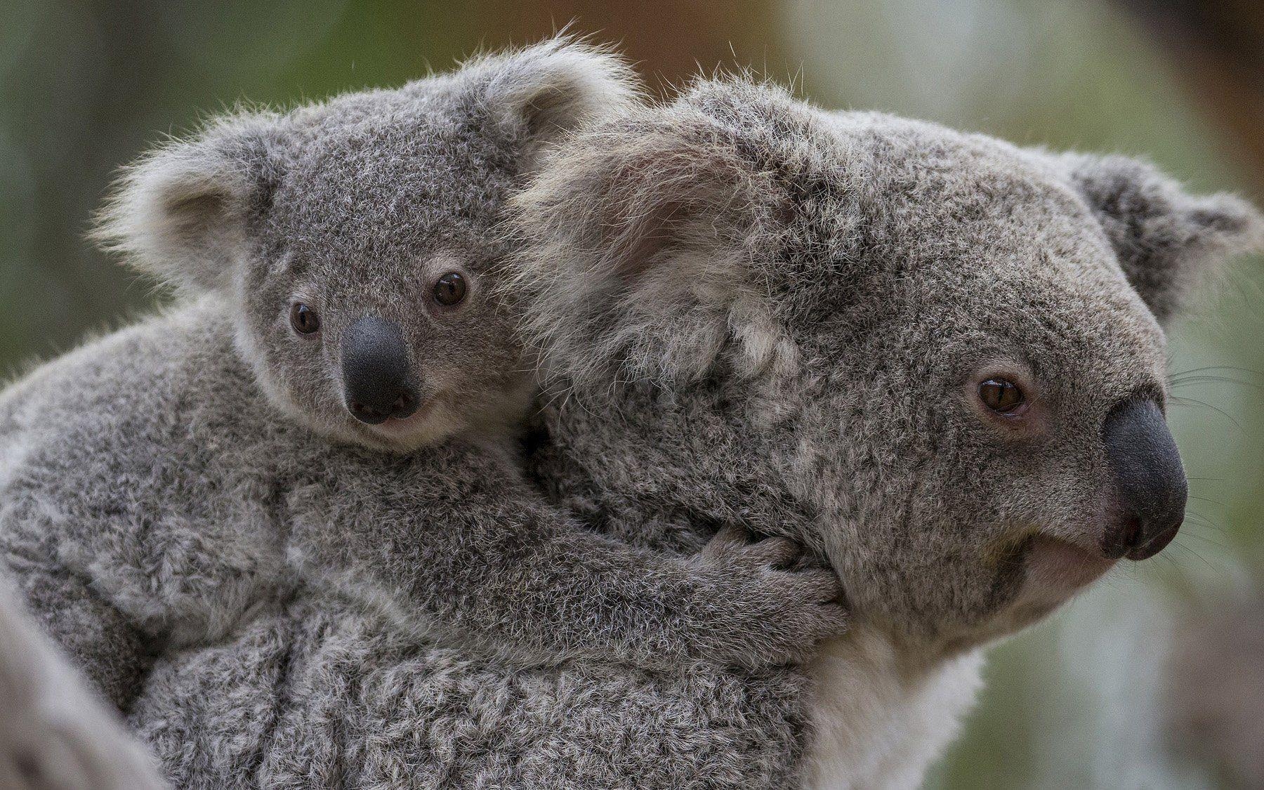 Baby Koala, Australien, Niedlich, Hintergrund, Tiere, 1800x1130 HD Desktop