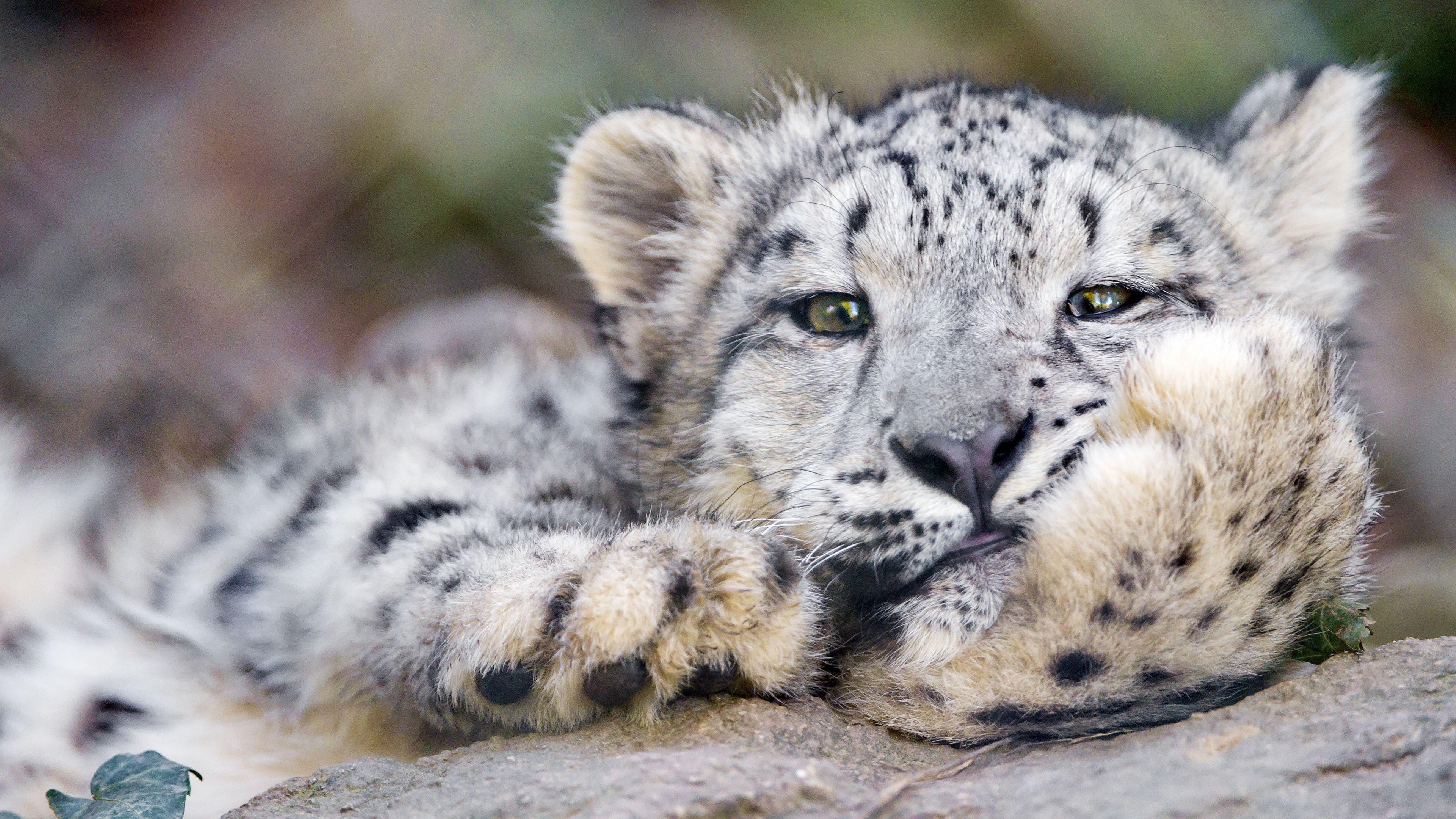 Schneeleopard, Download, Großkatze, Hintergrund, HD, 3840x2160 4K Desktop