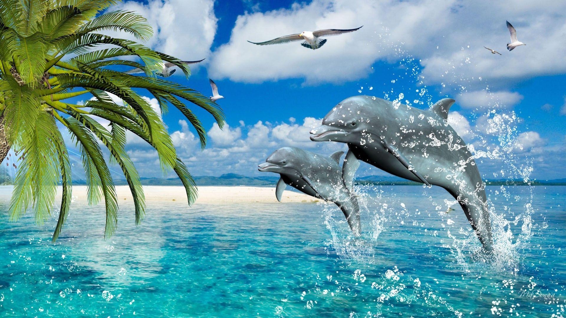 Delfin, Tier, Ozean, beste Hintergrundbilder, Meer, 1920x1080 Full HD Desktop