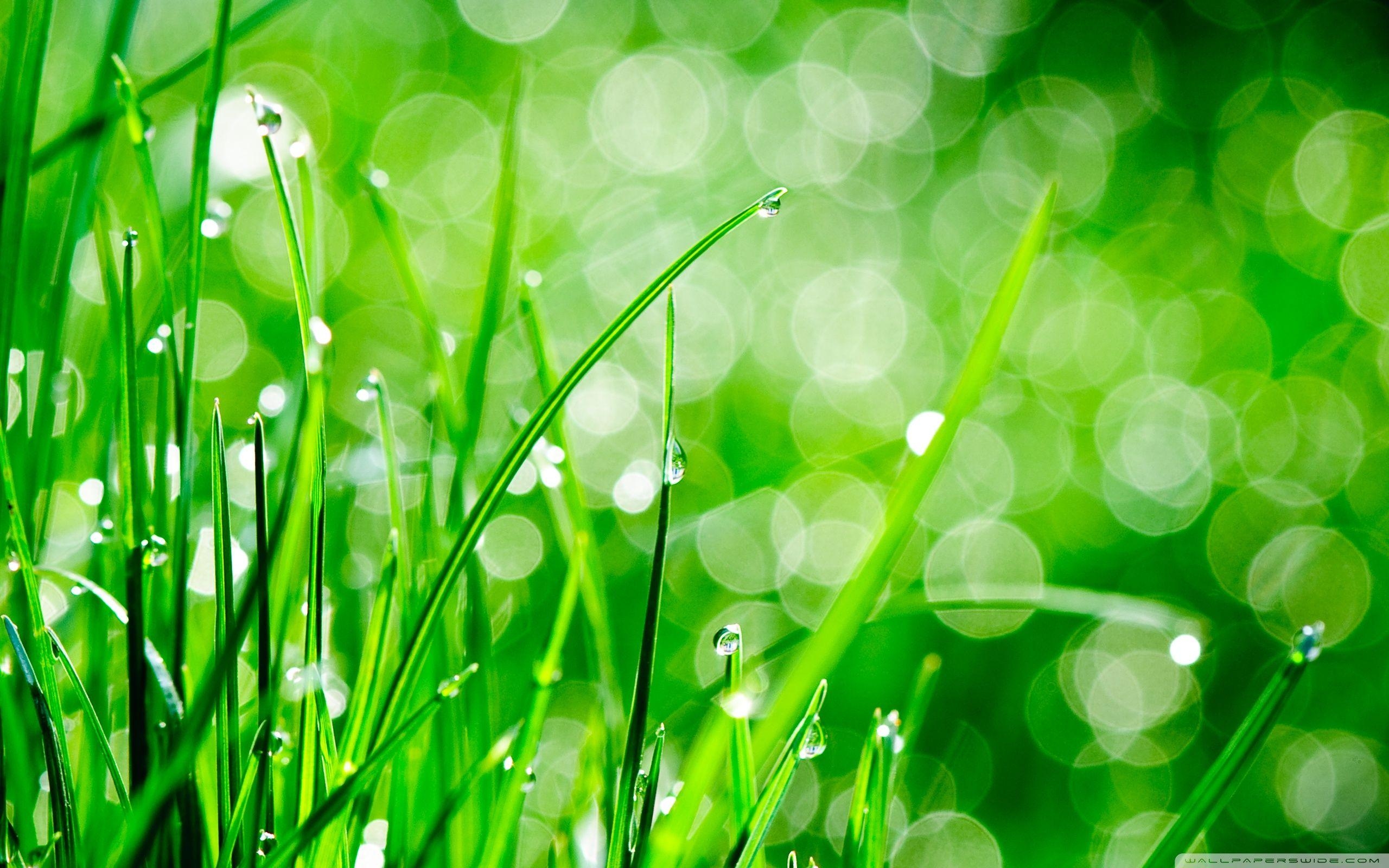 Ultra HD, Gras, Natur, Zj49tv9, Lebendig, 2560x1600 HD Desktop