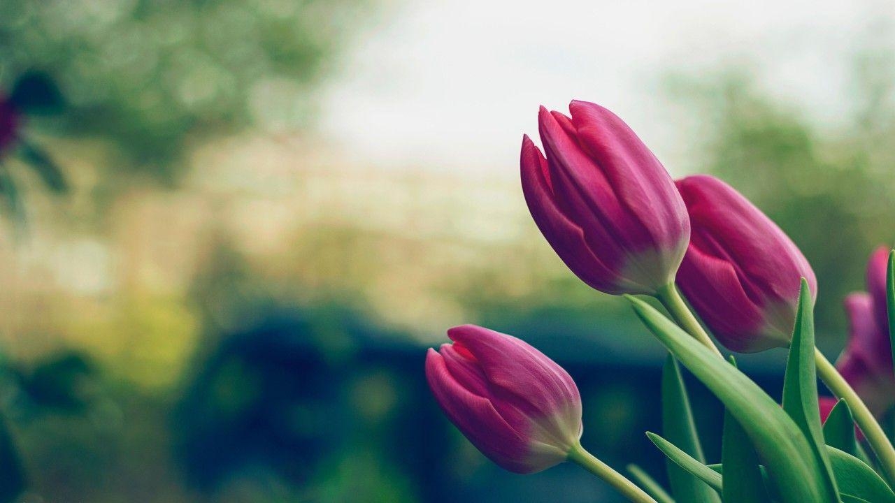 Tulpenknospen, 5K, Blumen, Frühling, Naturgewalt, 1280x720 HD Desktop