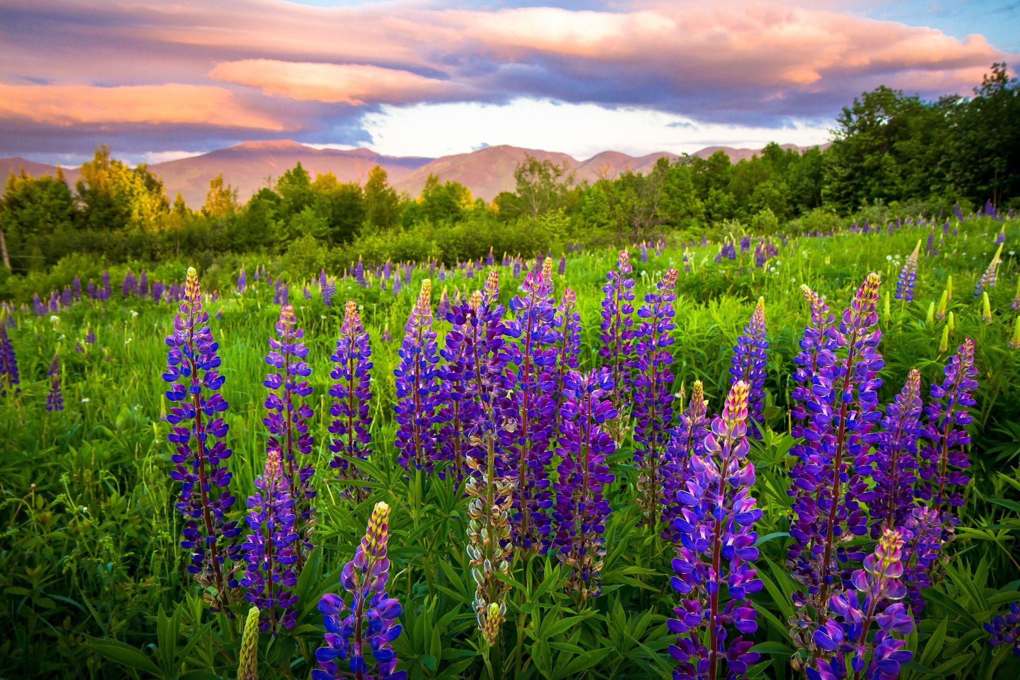 Lupinenwiese, New Hampshire, Natur, Landschaft, USA, 2050x1370 HD Desktop