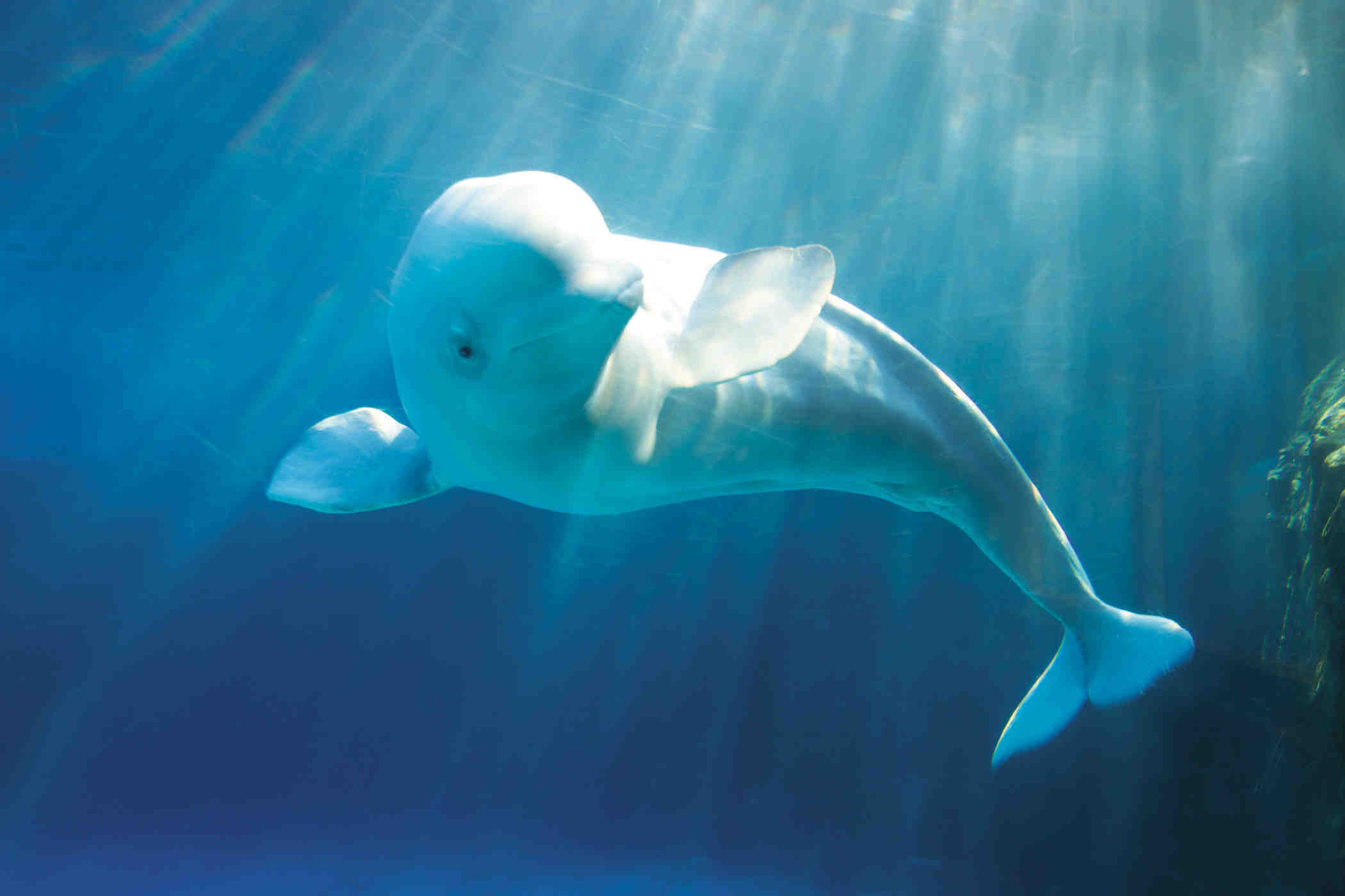 Beluga Wal, Bild, Hintergrund, Foto, Wallpaper, 2100x1400 HD Desktop