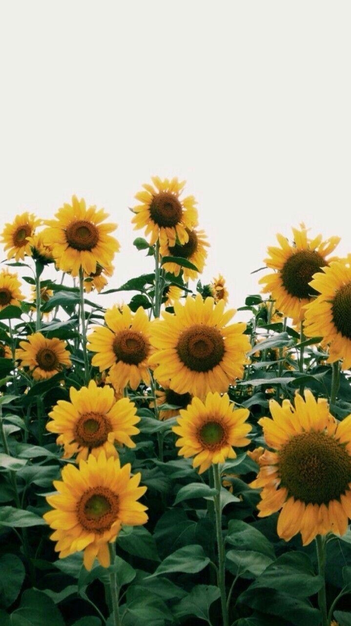 Sonnenblumen, Sommer, Freude, Blütenpracht, Natur, 720x1280 HD Handy