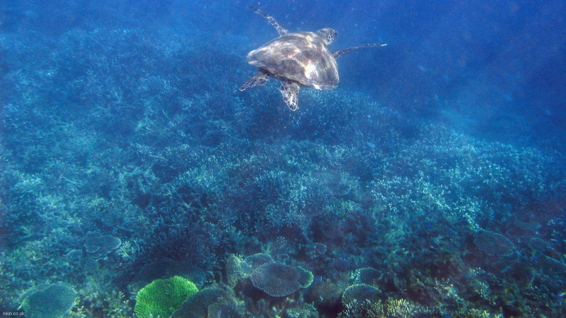 Great Barrier Reef, Australien, Meer, Schutz, Naturwunder, 1920x1080 Full HD Desktop