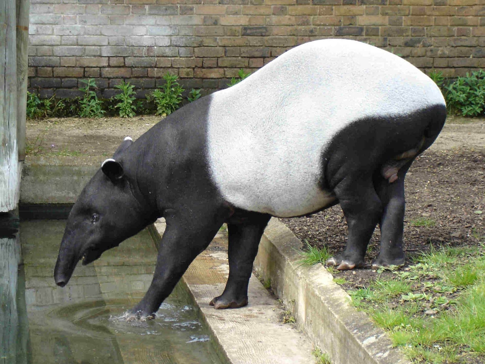 Tapir, Kostenlos, Hintergrund, Herunterladen, Tiere, 1600x1200 HD Desktop