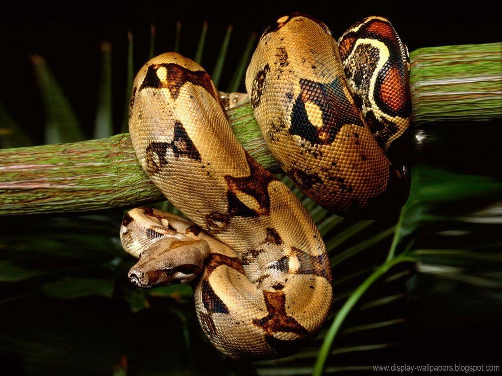 Schlange, Boa Constrictor, Natur, Tierwelt, Idee, 1030x770 HD Desktop