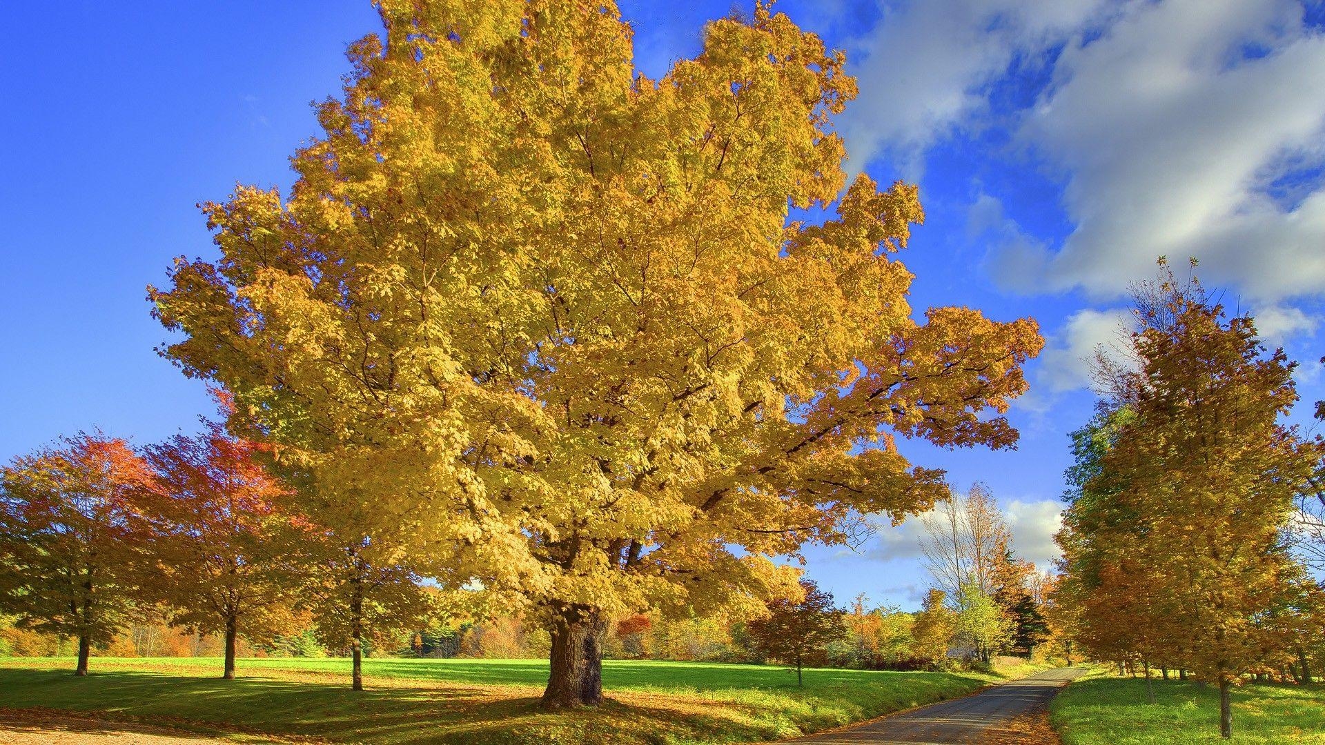 Herbst, Gelb, Burlington, Vermont, Hochauflösend, 1920x1080 Full HD Desktop