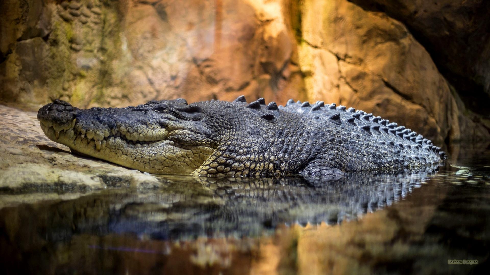 Alligator, 3 x 1440, Reptil, Tiere, Hintergrund, 1920x1080 Full HD Desktop