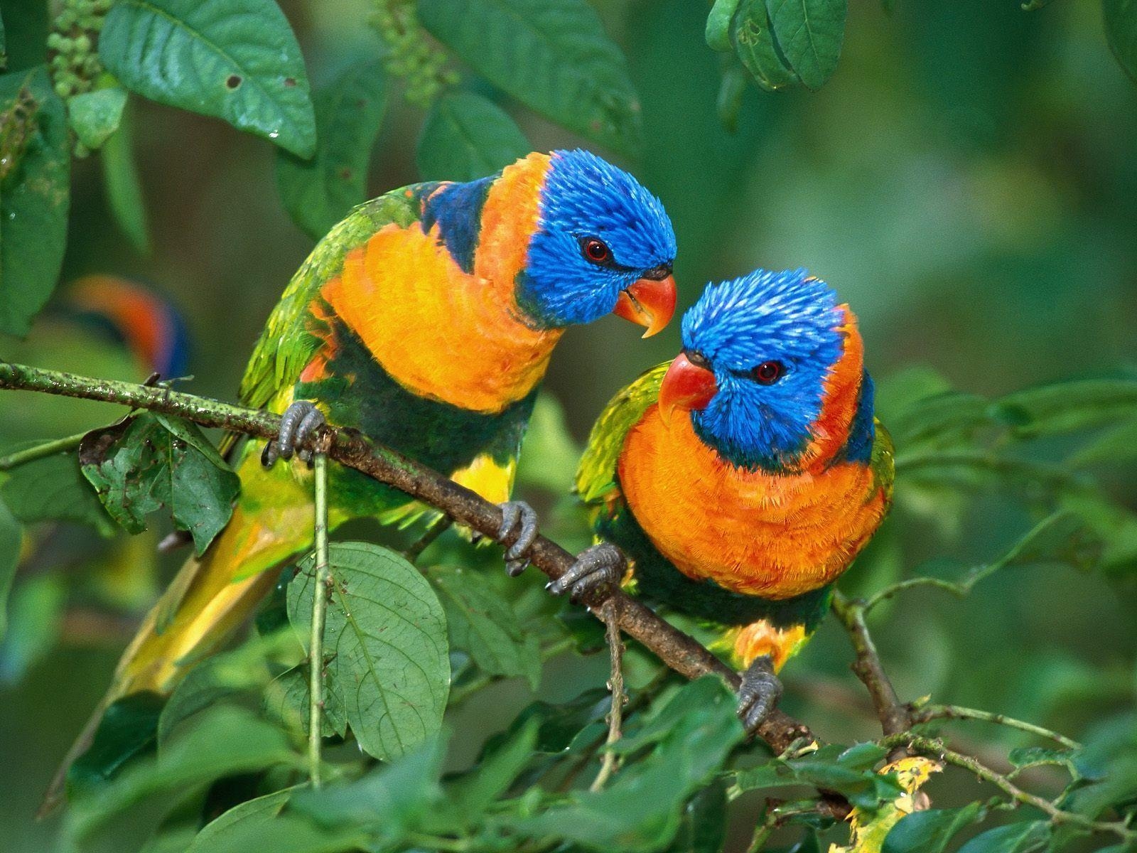 Vögel, Hintergrund, Natur, Tiere, Farben, 1600x1200 HD Desktop